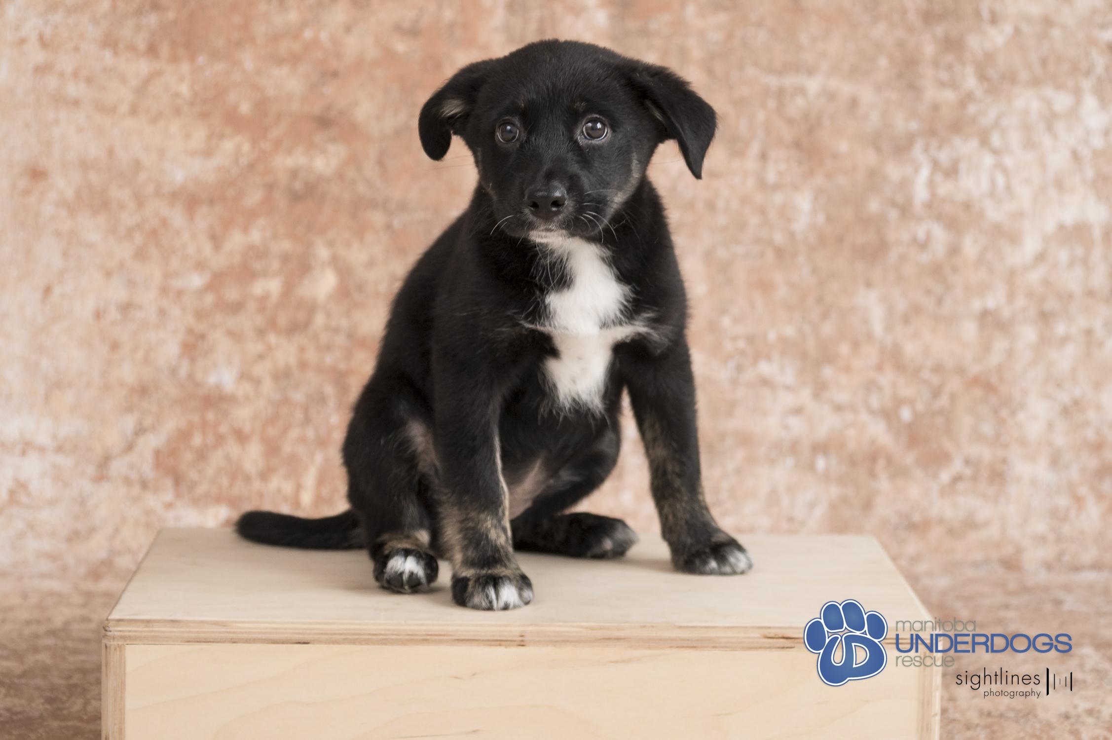 Cadhla, an adoptable Collie, Husky in Winnipeg, MB, R2M 2K2 | Photo Image 2