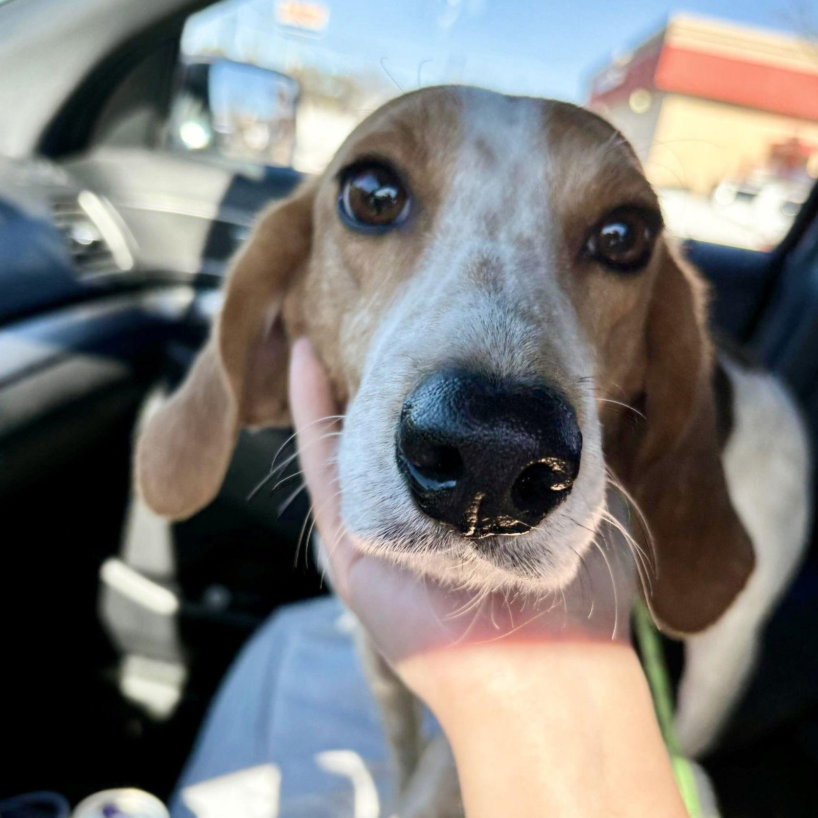 Molly, Adopted, Young Female Treeing Walker Coonhound.