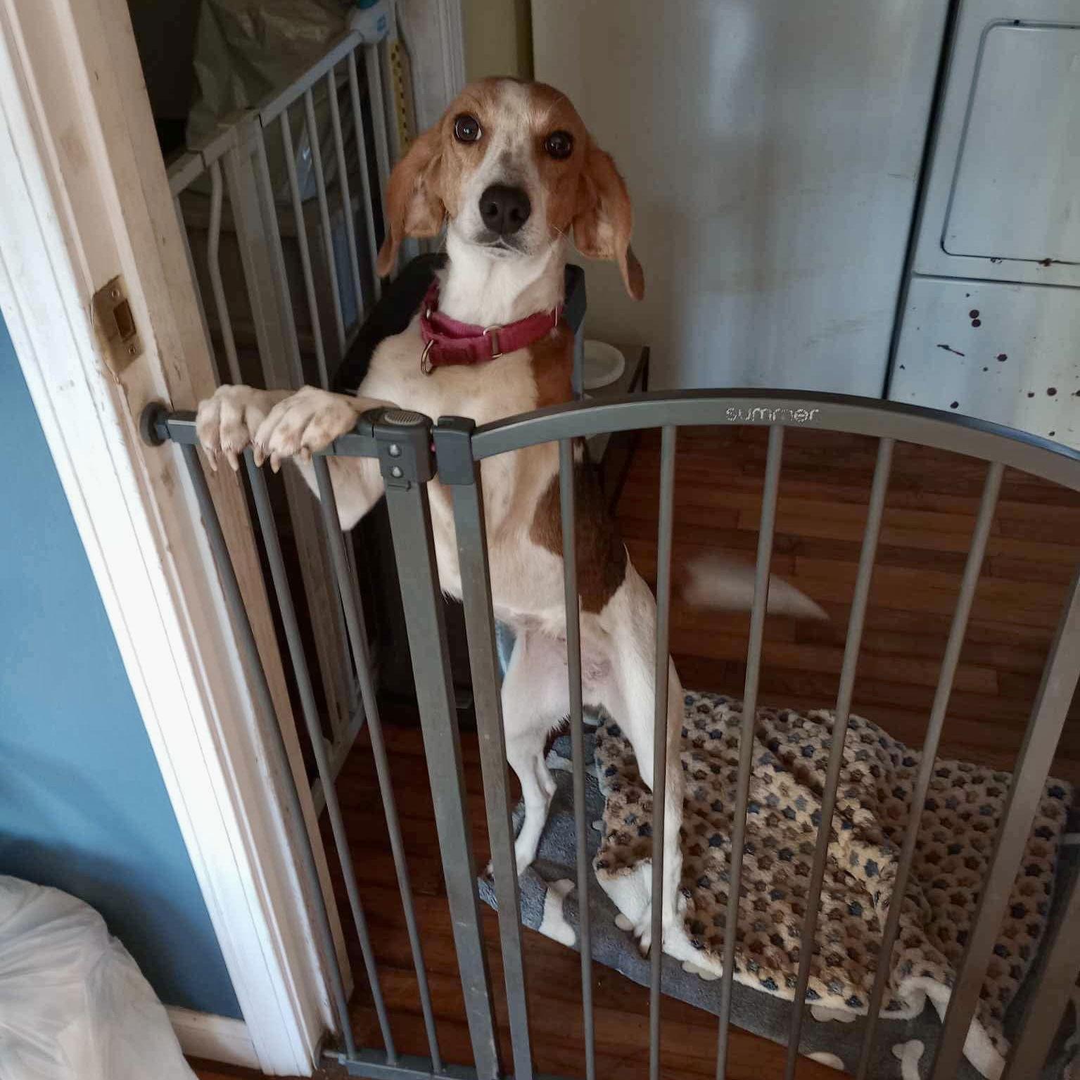 Enlarge Molly, a Adopted Treeing Walker Coonhound in Hillsborough , NC image 2/3