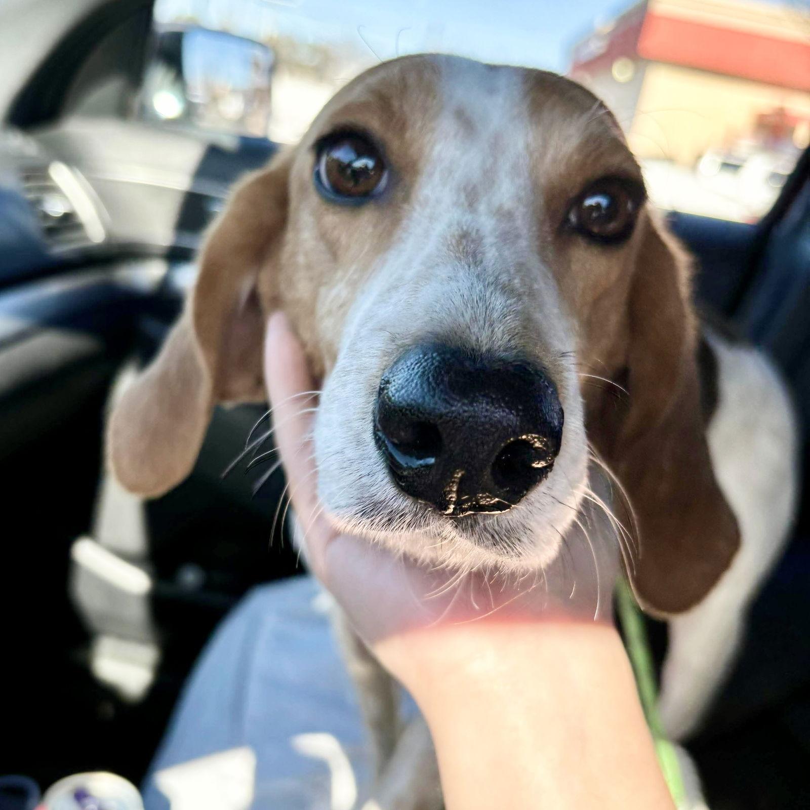 Enlarge Molly, a Adopted Treeing Walker Coonhound in Hillsborough , NC image 3/3