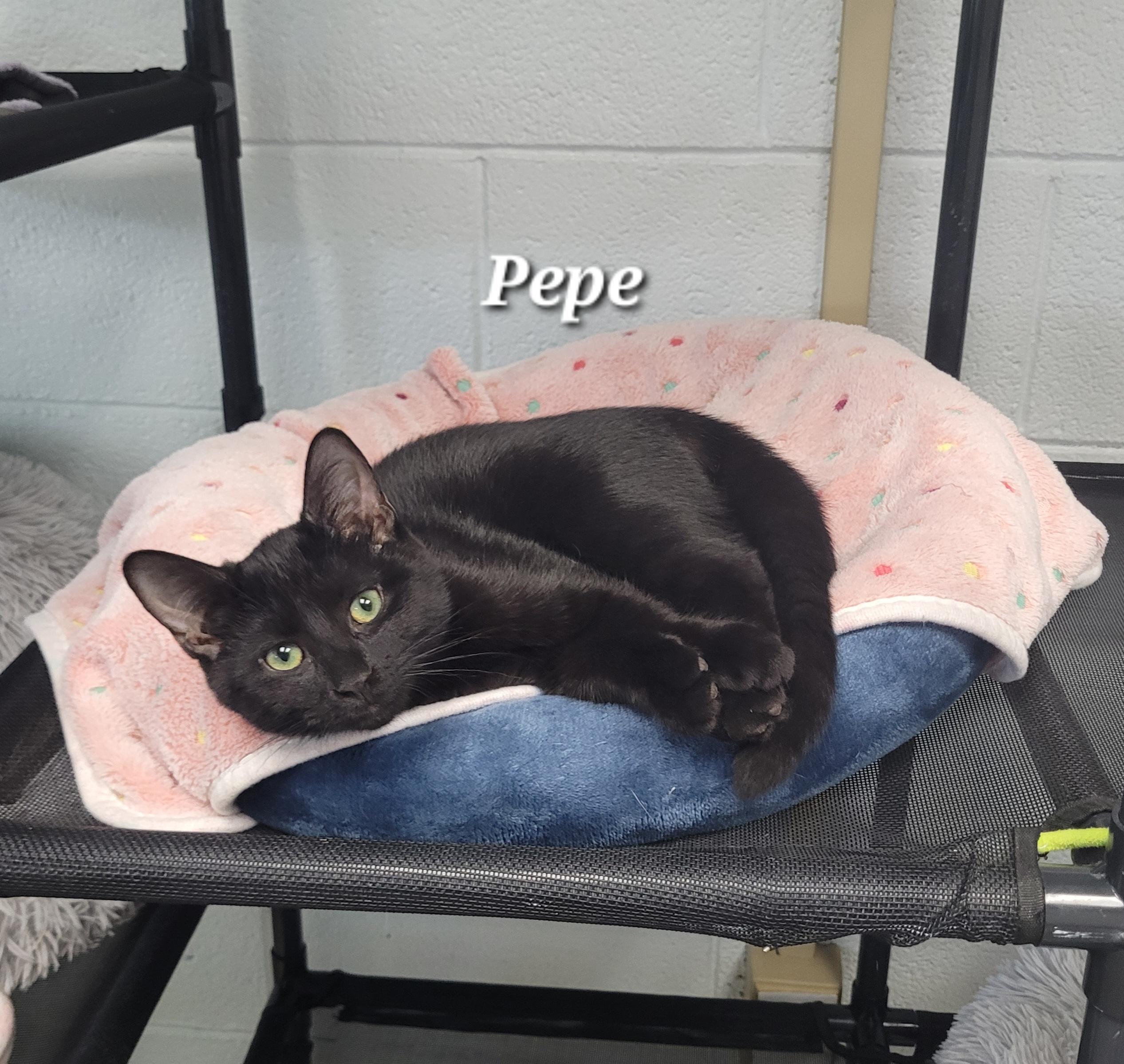 Pepe, ADOPTABLE, Kitten Male Domestic Short Hair.