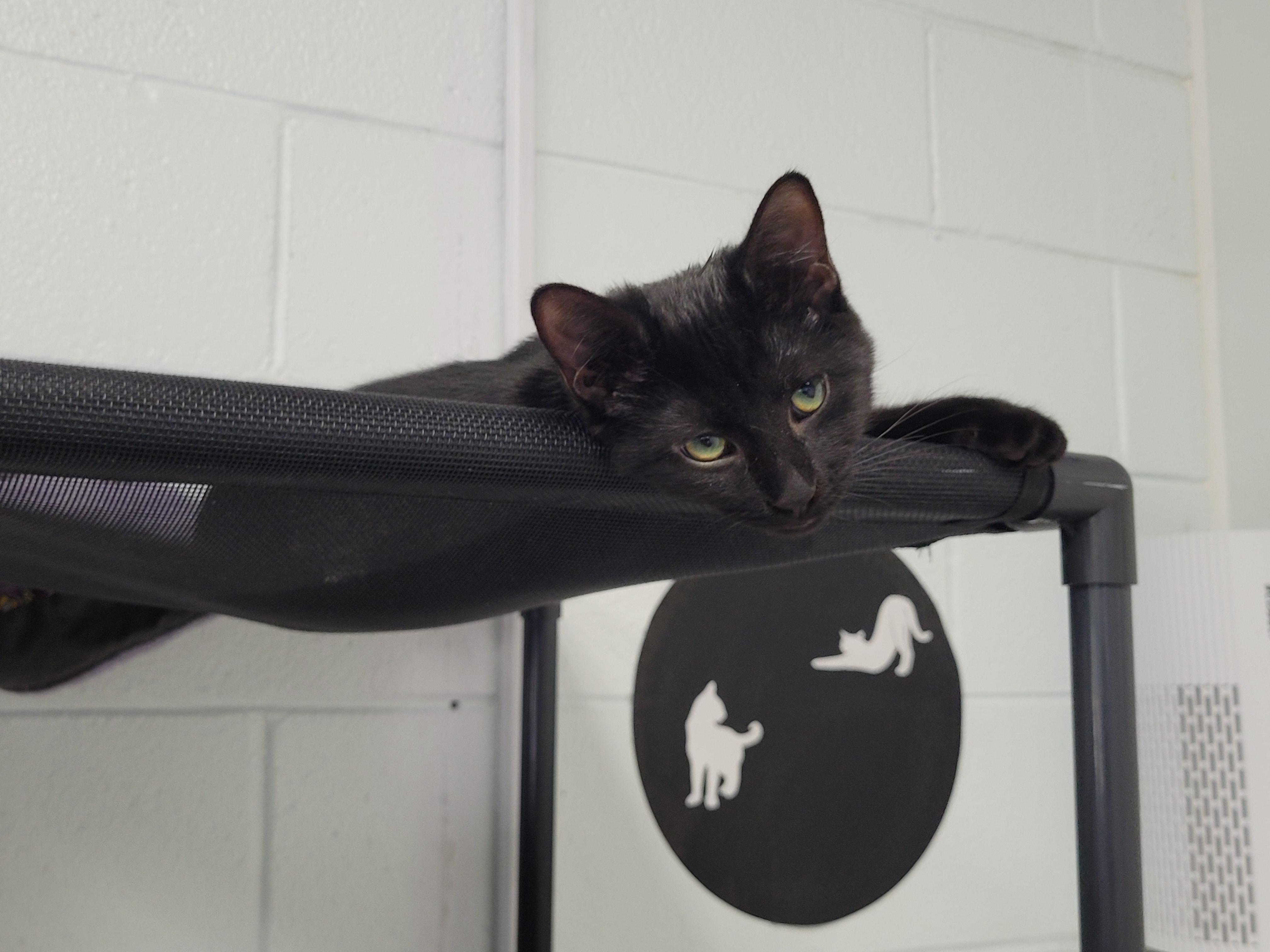 Enlarge Pepe, a ADOPTABLE Domestic Short Hair in Morganton, NC image 2/2