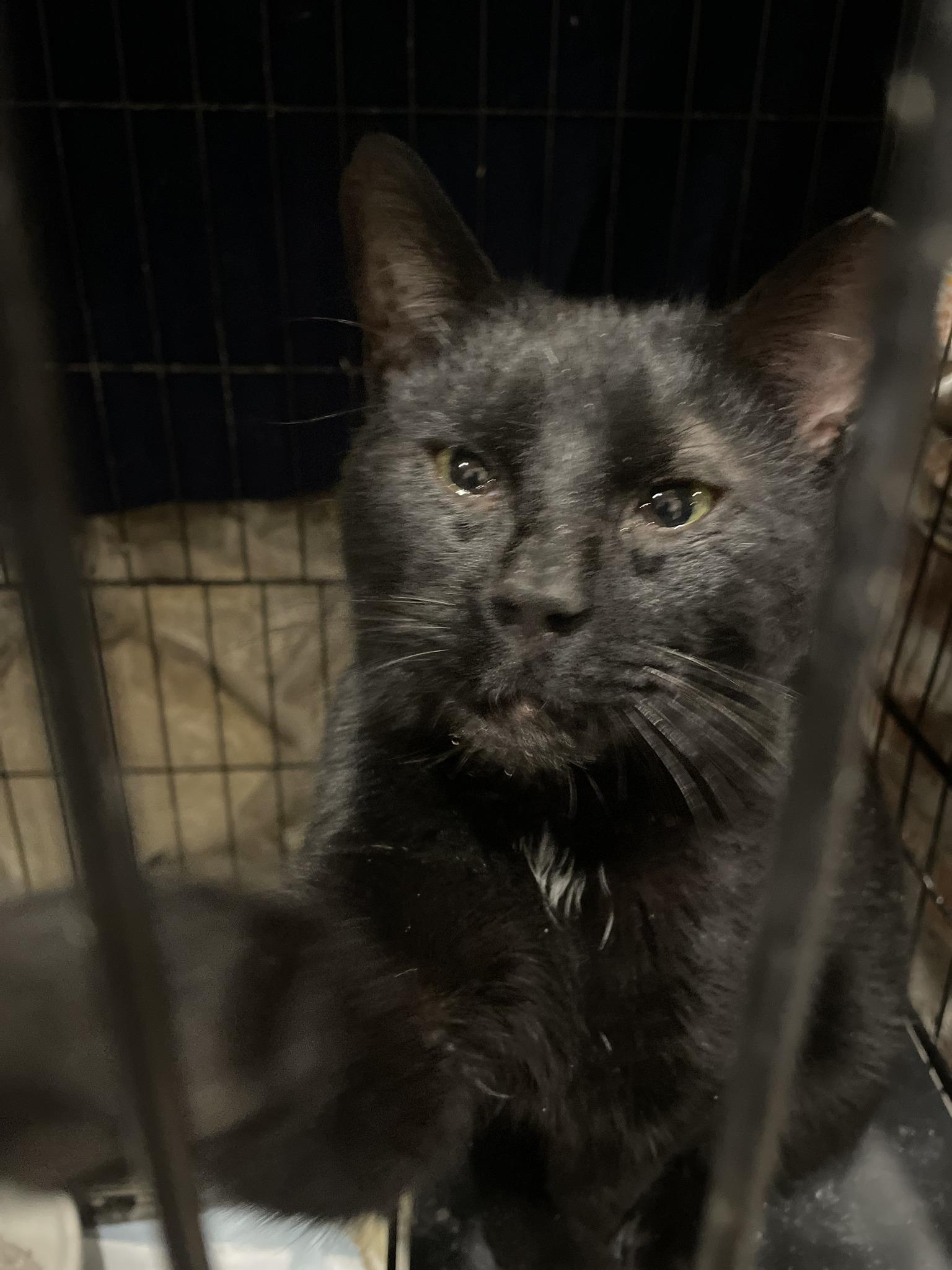 Bob, adopted, Adult Male American Shorthair.