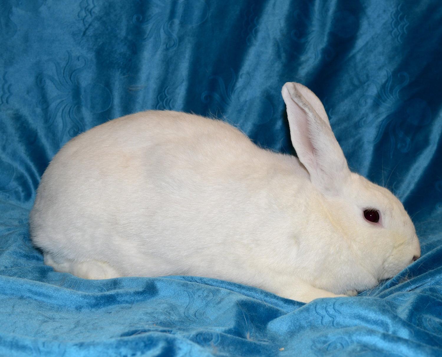 Halo, Adoptable, Young Female Himalayan.