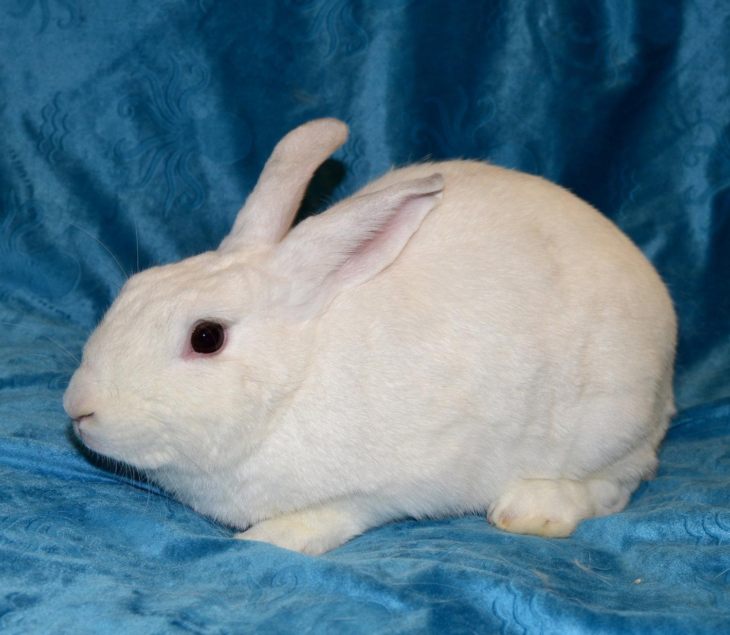 Enlarge Halo, a Adoptable Himalayan in Chesterfield, MO image 2/3