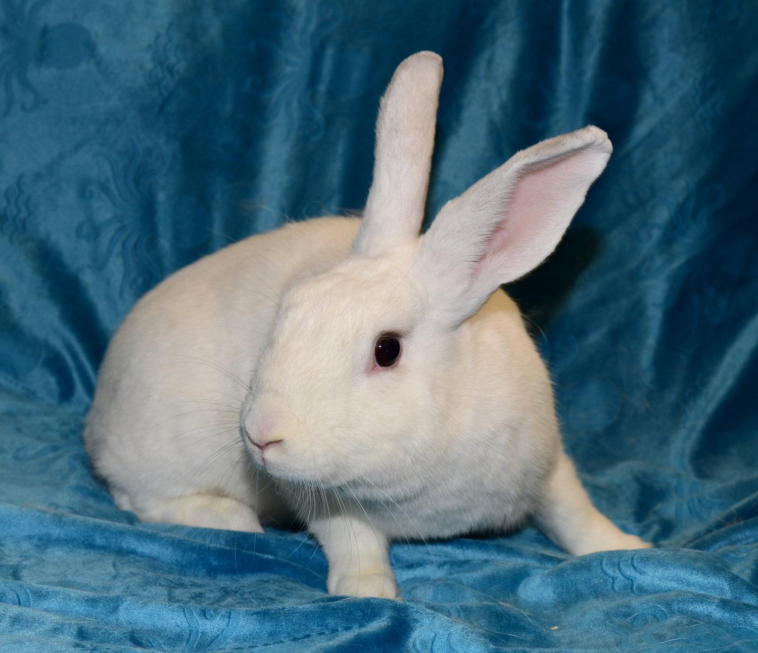 Enlarge Halo, a Adoptable Himalayan in Chesterfield, MO image 3/3