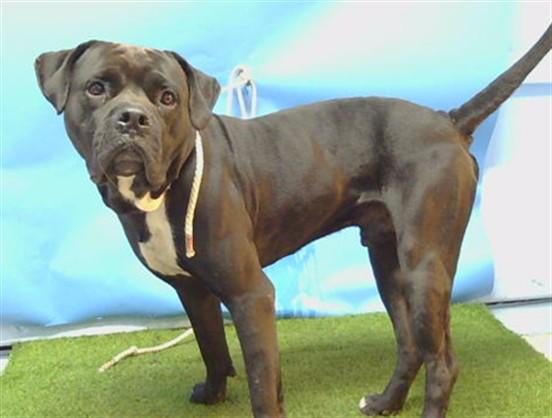 CLIFFORD, Adoptable, Adult Male Cane Corso & Mastiff.