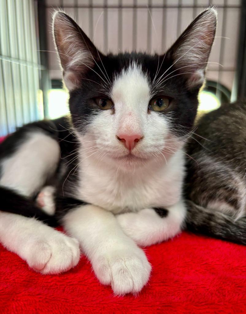 Everett, Adoptable, Kitten Male Domestic Short Hair.