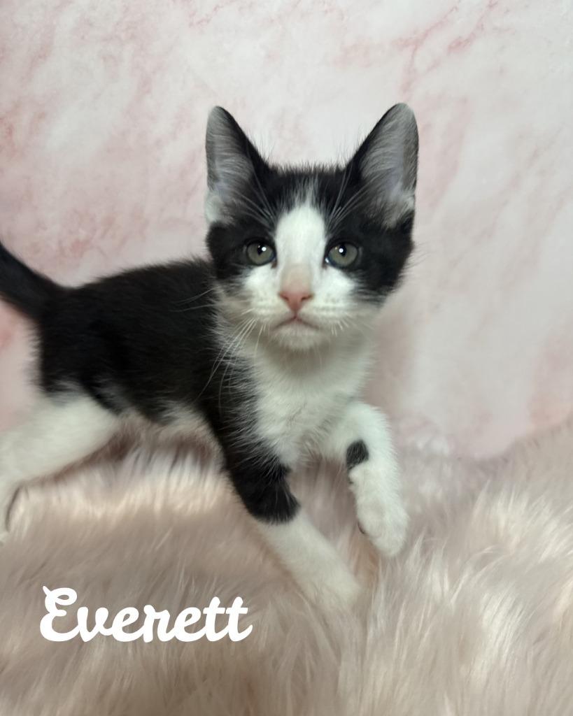 Enlarge Everett, a Adoptable mixed breed in San Pedro, CA image 2/2