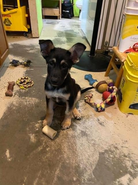 Athos (PUPPY)