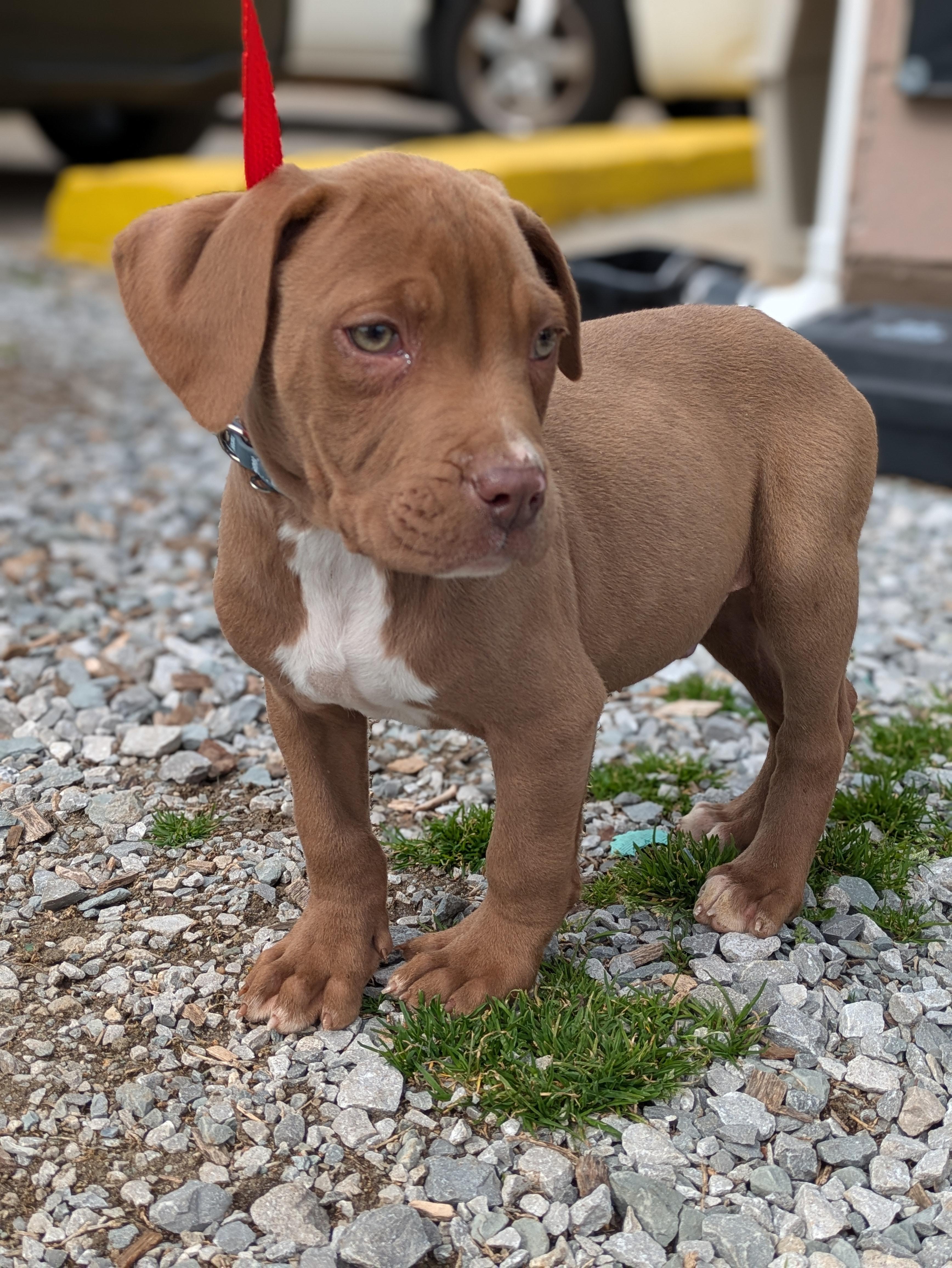 Enlarge River, an adopted Mixed Breed in Huntsville, AL image 1/1