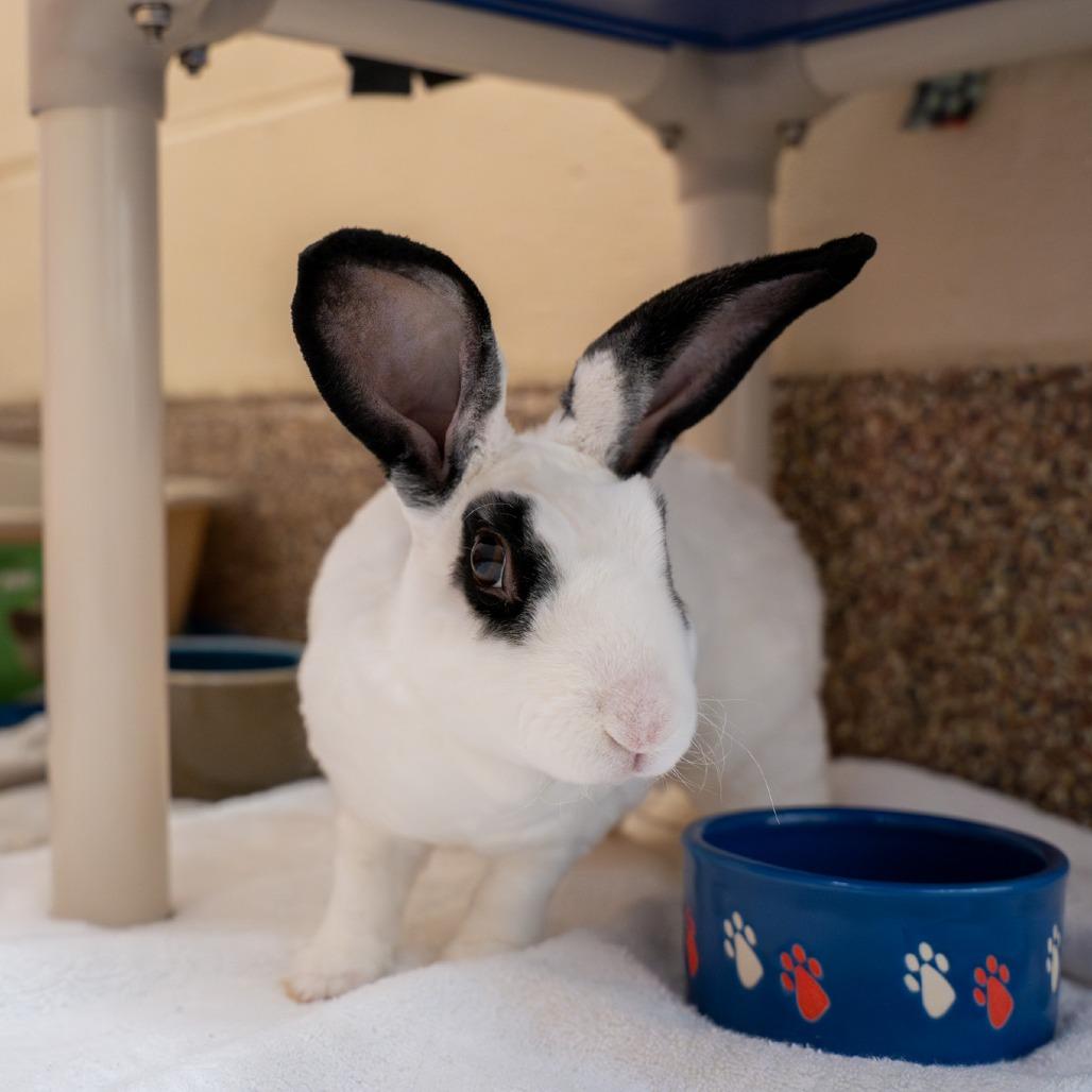 Pancake-In foster, Adoptable, Adult Female Rex.