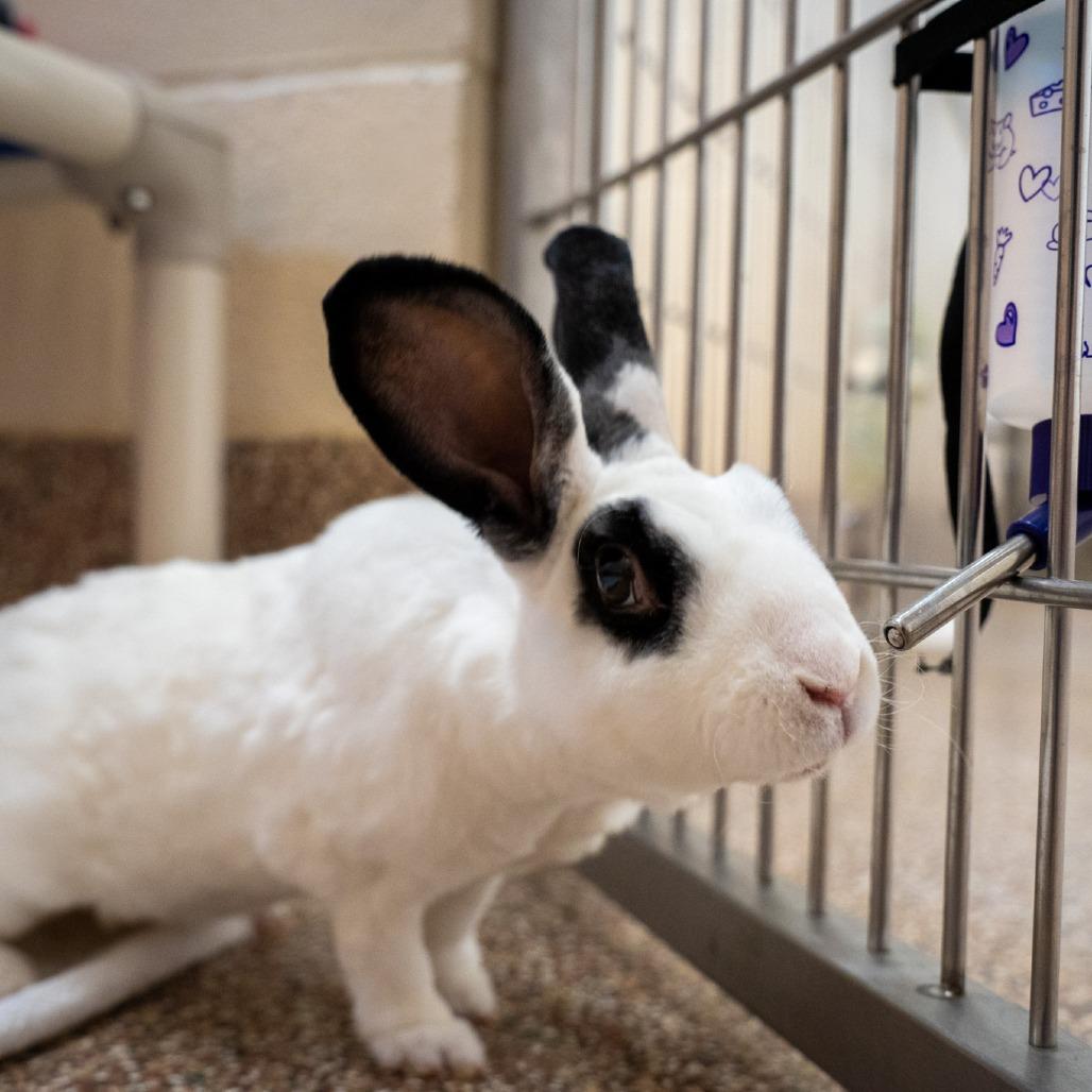 Enlarge Pancake-In foster, a Adoptable Rex in Springfield, MA image 2/6