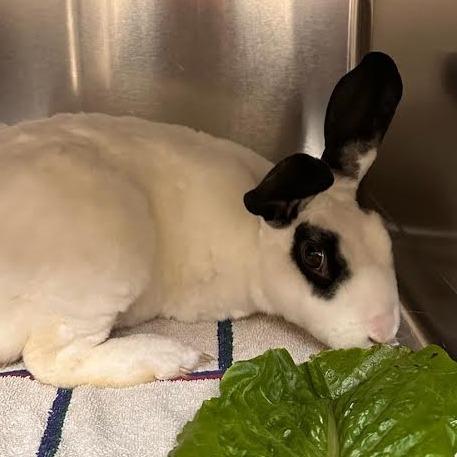 Enlarge Pancake-In foster, a Adoptable Rex in Springfield, MA image 4/6