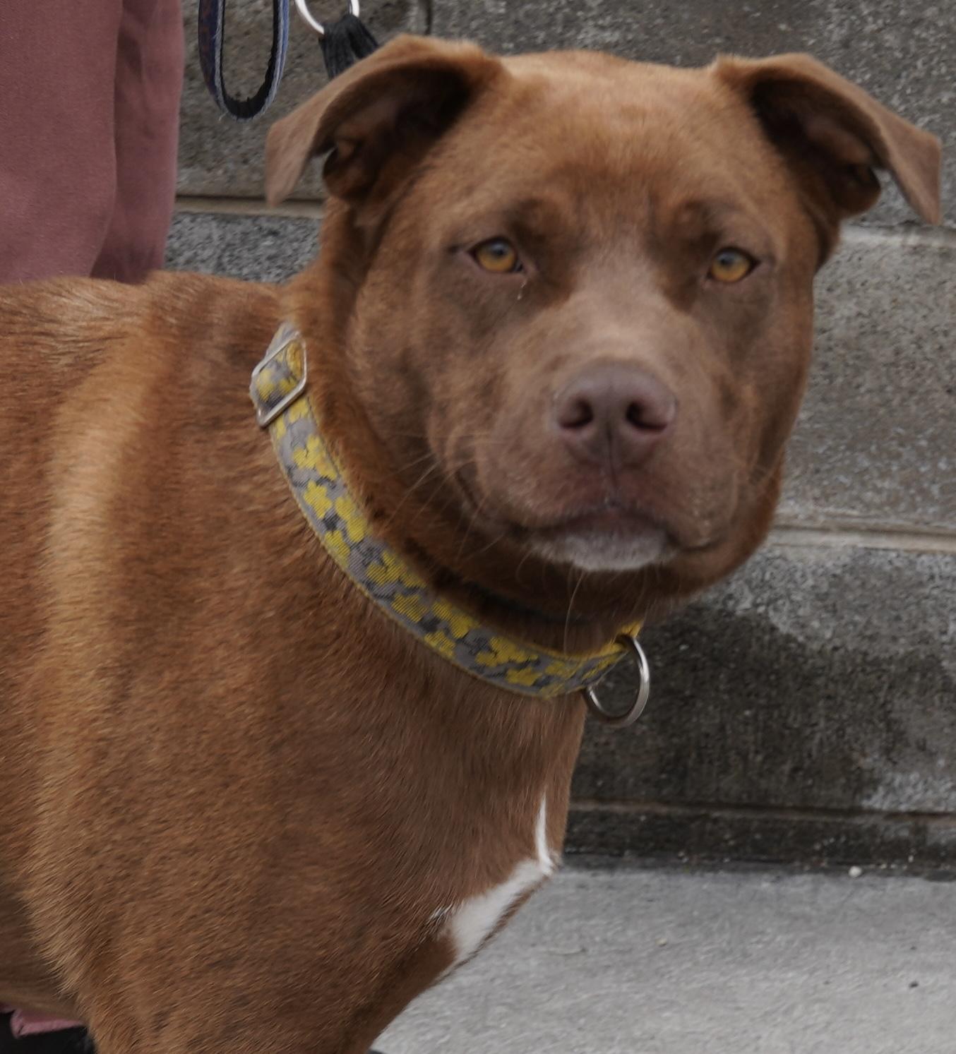 Enlarge Buddy , a ADOPTABLE mixed breed in Pottsville, PA image 1/3