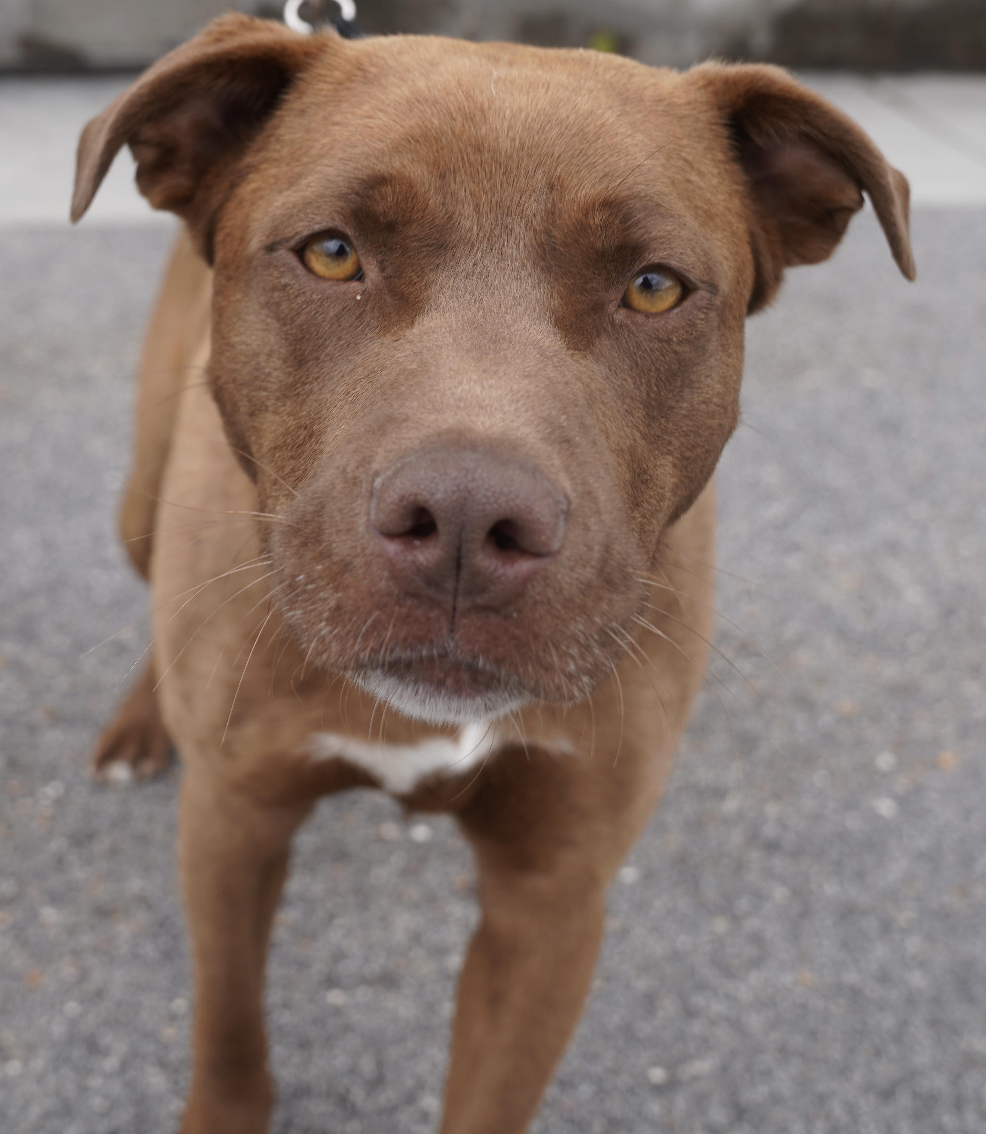 Enlarge Buddy , a ADOPTABLE mixed breed in Pottsville, PA image 2/3