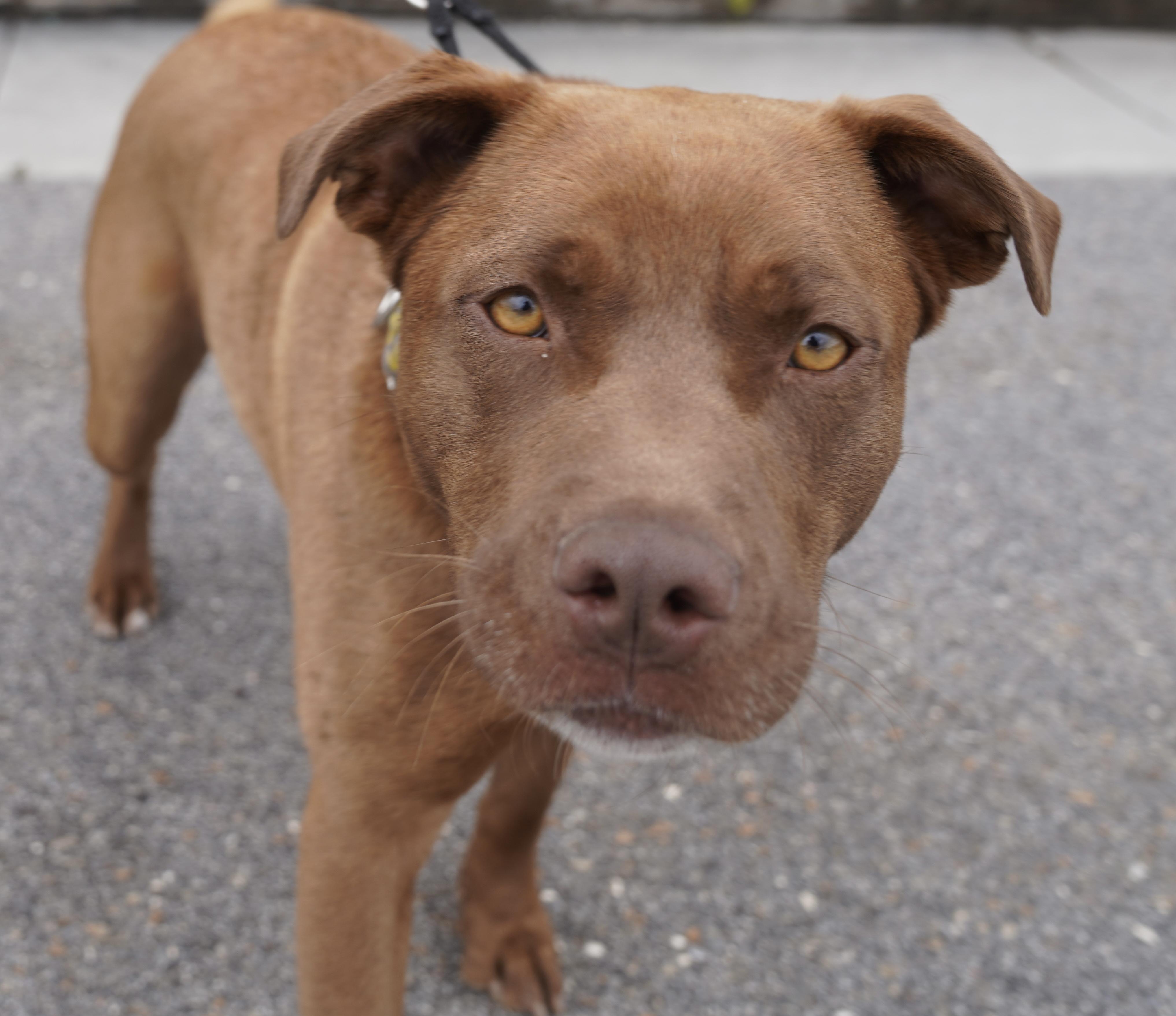 Enlarge Buddy , a ADOPTABLE mixed breed in Pottsville, PA image 3/3