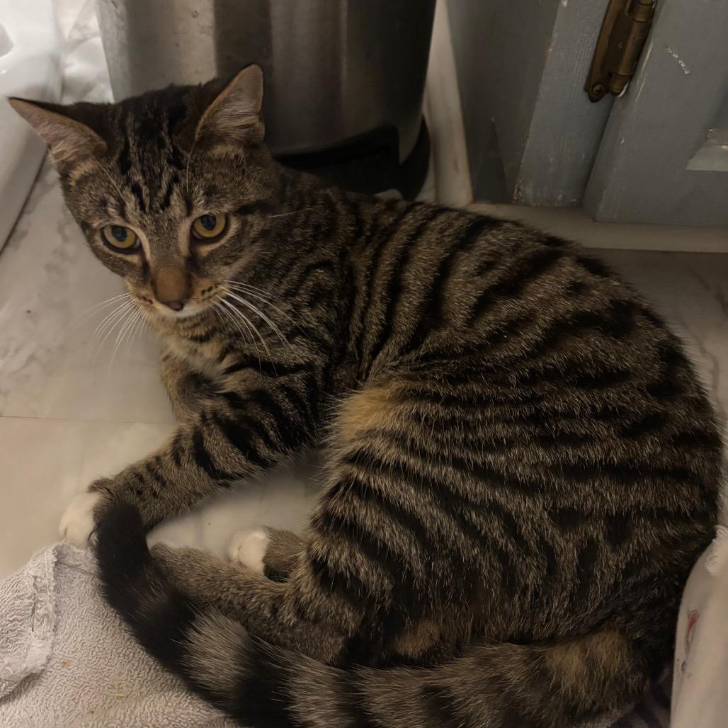 Enlarge Savy, a Adoptable Domestic Short Hair in Harrisonburg, VA image 1/6