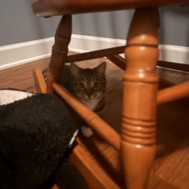 Enlarge Savy, a Adoptable Domestic Short Hair in Harrisonburg, VA image 2/6