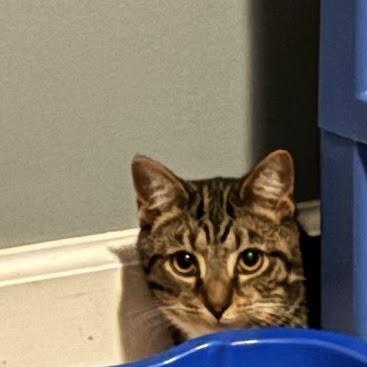 Enlarge Savy, a Adoptable Domestic Short Hair in Harrisonburg, VA image 3/6