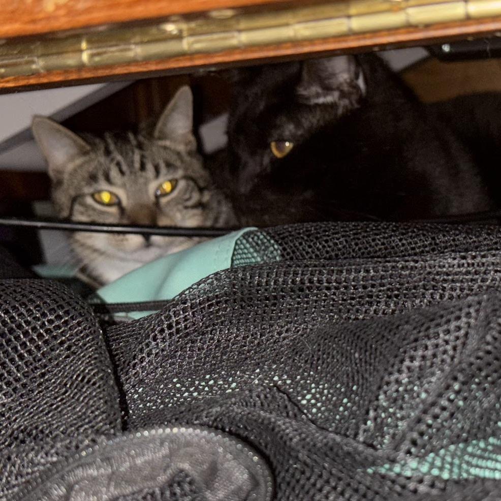 Enlarge Savy, a Adoptable Domestic Short Hair in Harrisonburg, VA image 4/6