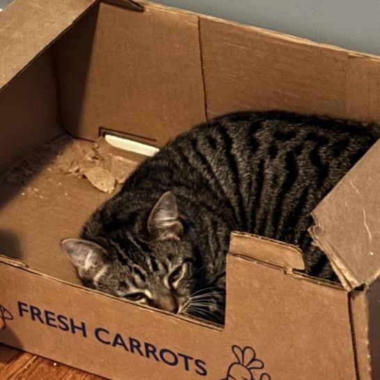 Enlarge Savy, a Adoptable Domestic Short Hair in Harrisonburg, VA image 6/6