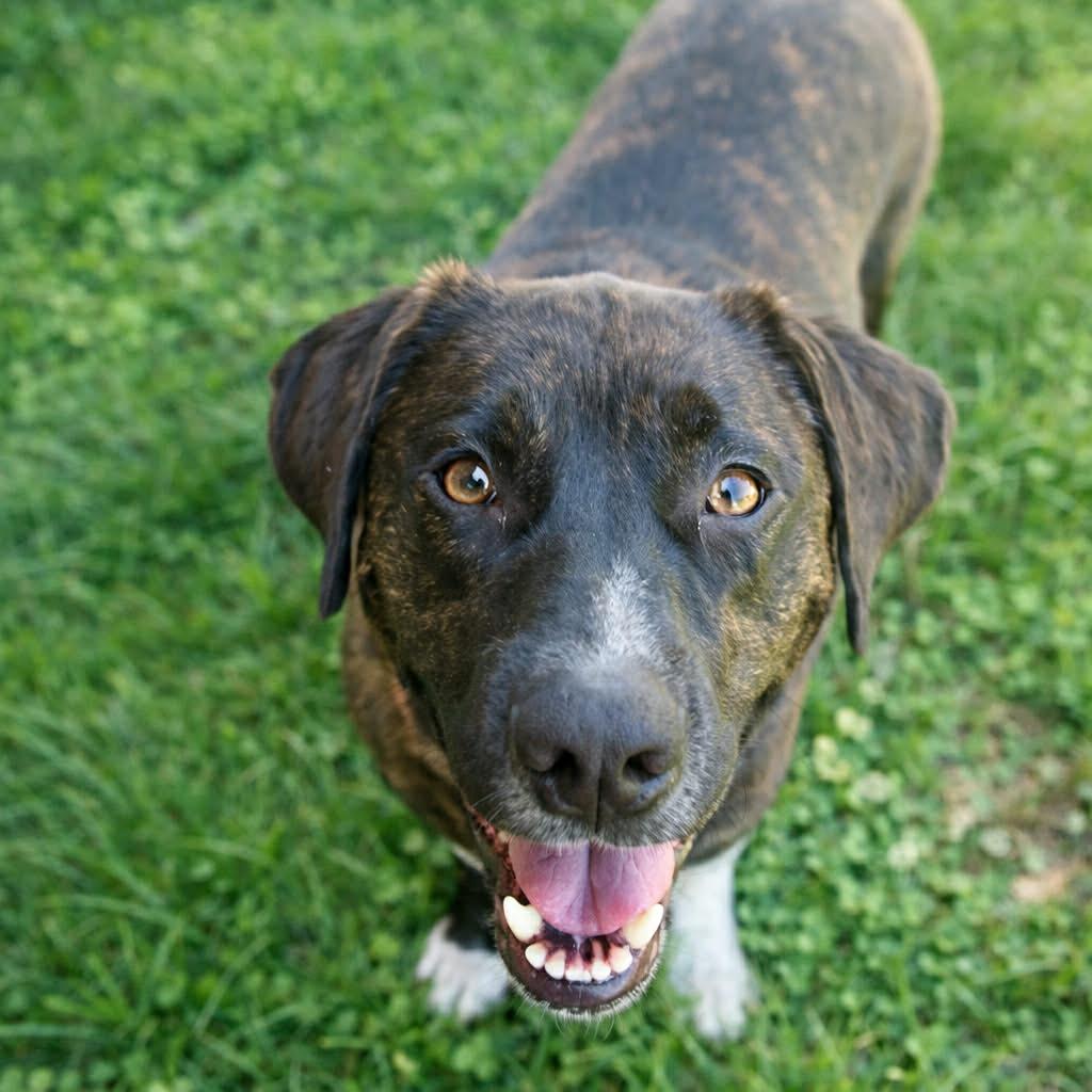 Herbie — thumbnail 2