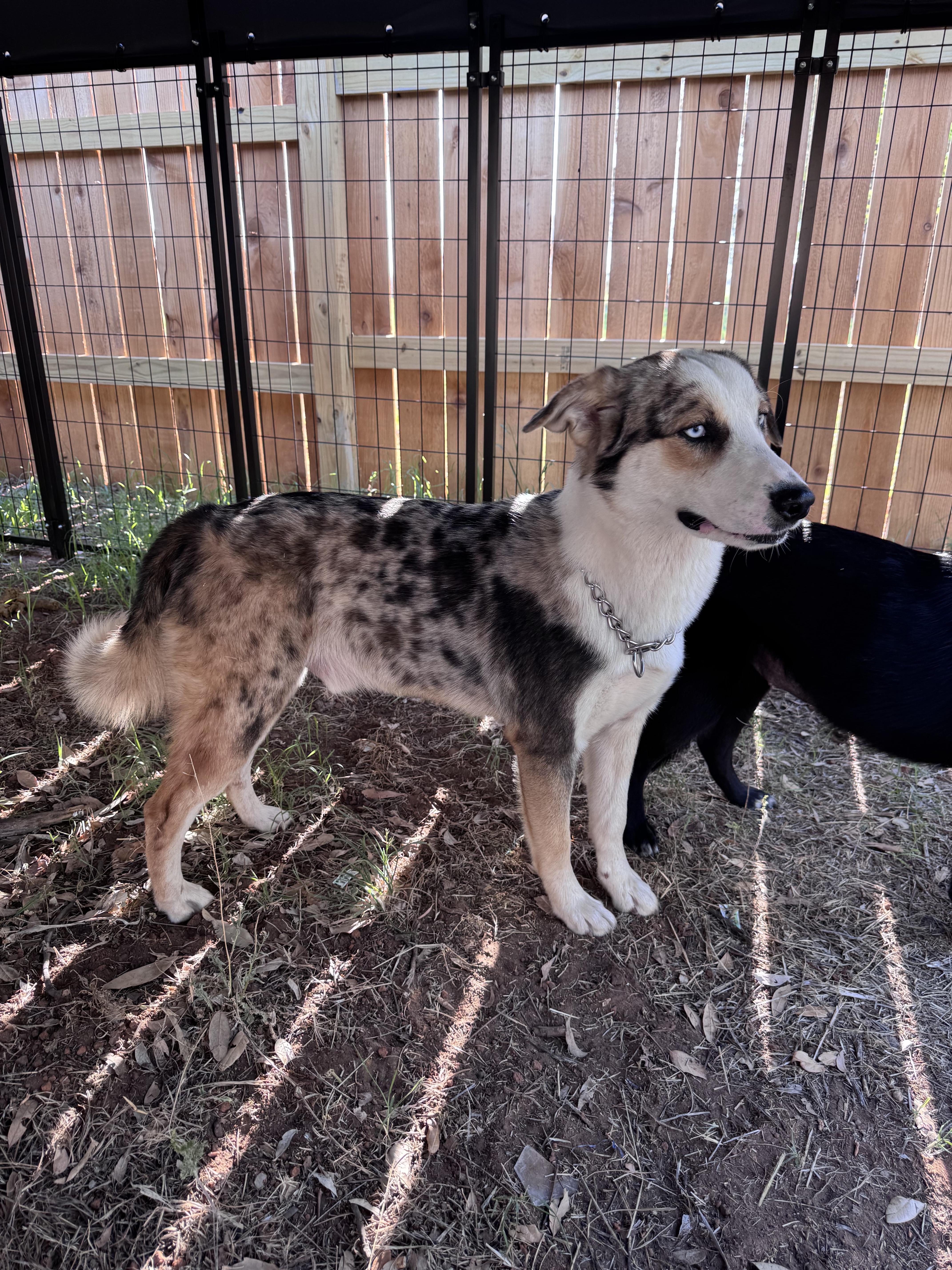 Enlarge Storm, an adopted mixed breed in Rochester, TX image 4/4