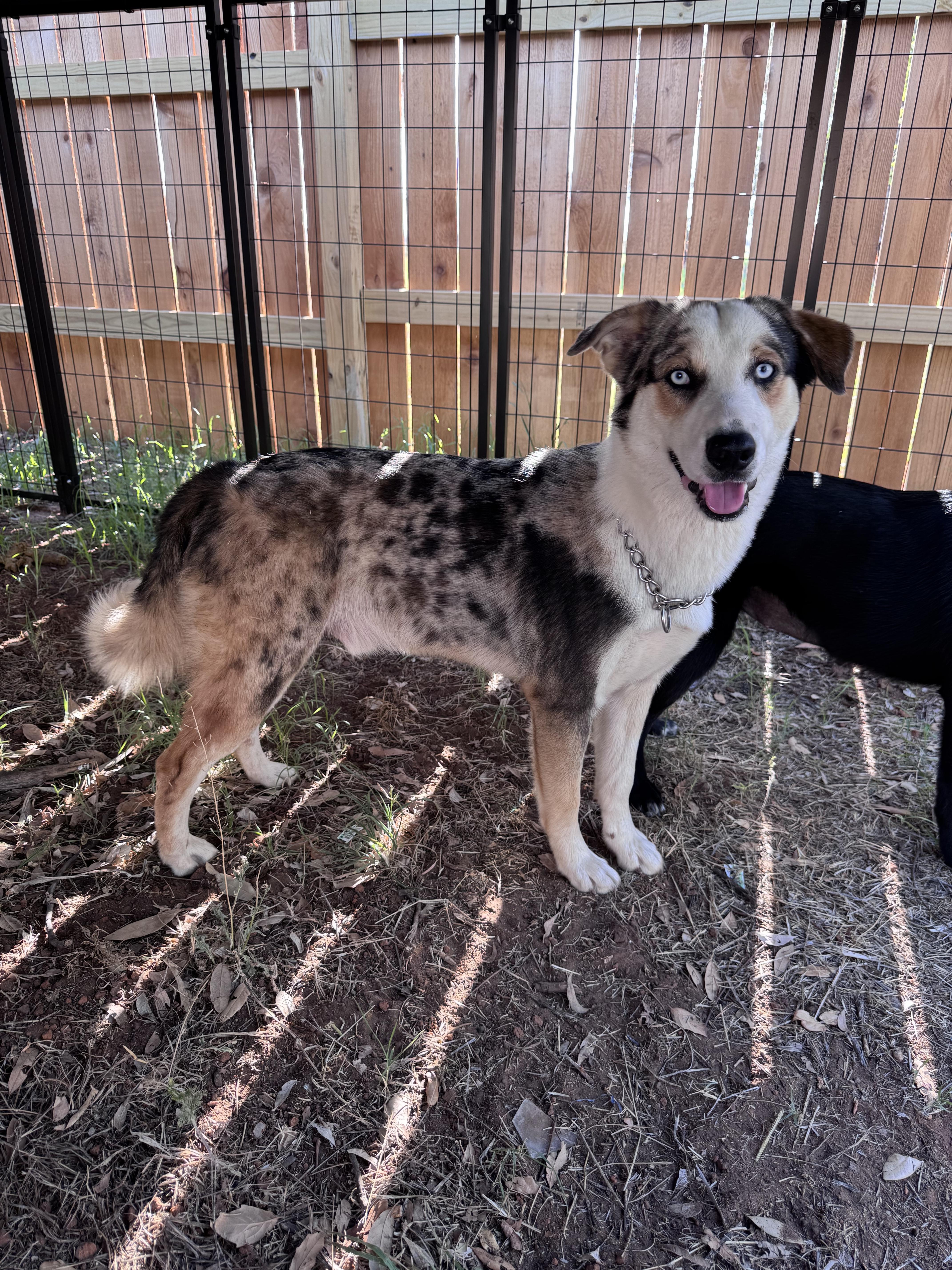 Enlarge Storm, an adopted mixed breed in Rochester, TX image 3/4