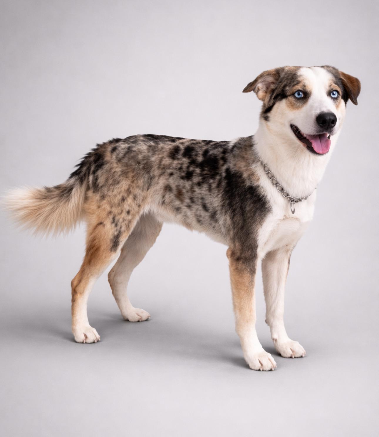 Enlarge Storm, an adopted mixed breed in Rochester, TX image 1/4