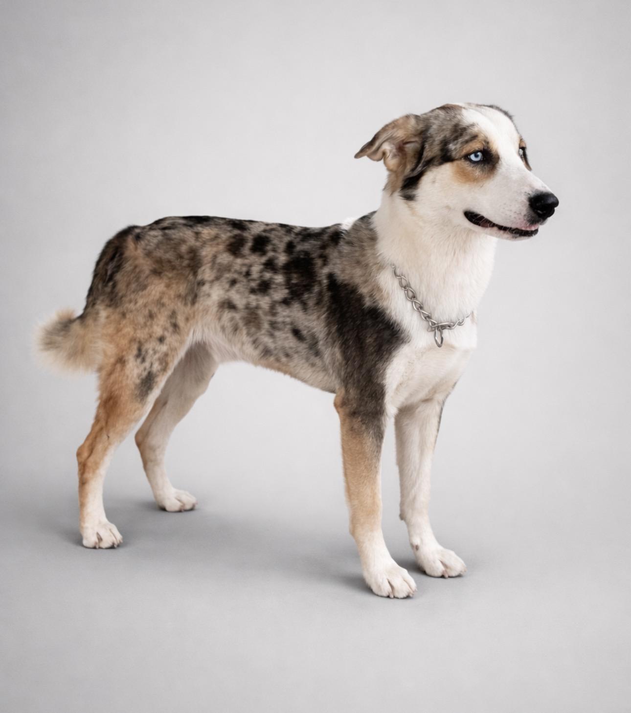 Enlarge Storm, an adopted mixed breed in Rochester, TX image 2/4