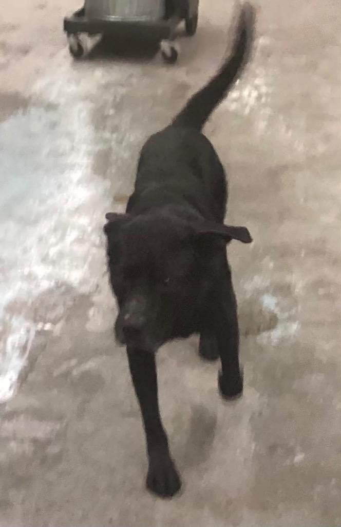 Bo, Adoptable, Adult Male Labrador Retriever.