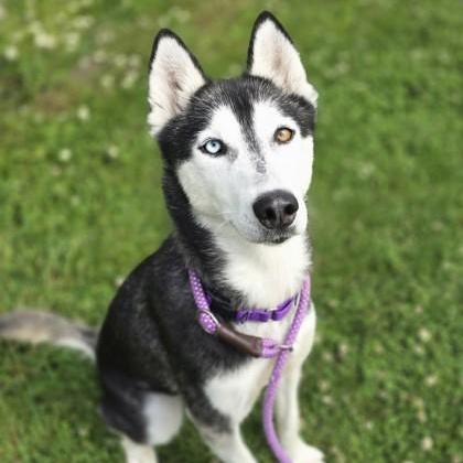 Enlarge Ora, a ADOPTABLE Siberian Husky in Lancaster, PA image 1/3
