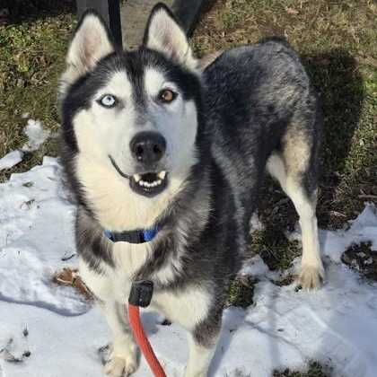 Enlarge Ora, a ADOPTABLE Siberian Husky in Lancaster, PA image 2/3