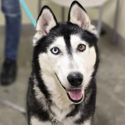 Enlarge Ora, a ADOPTABLE Siberian Husky in Lancaster, PA image 3/3