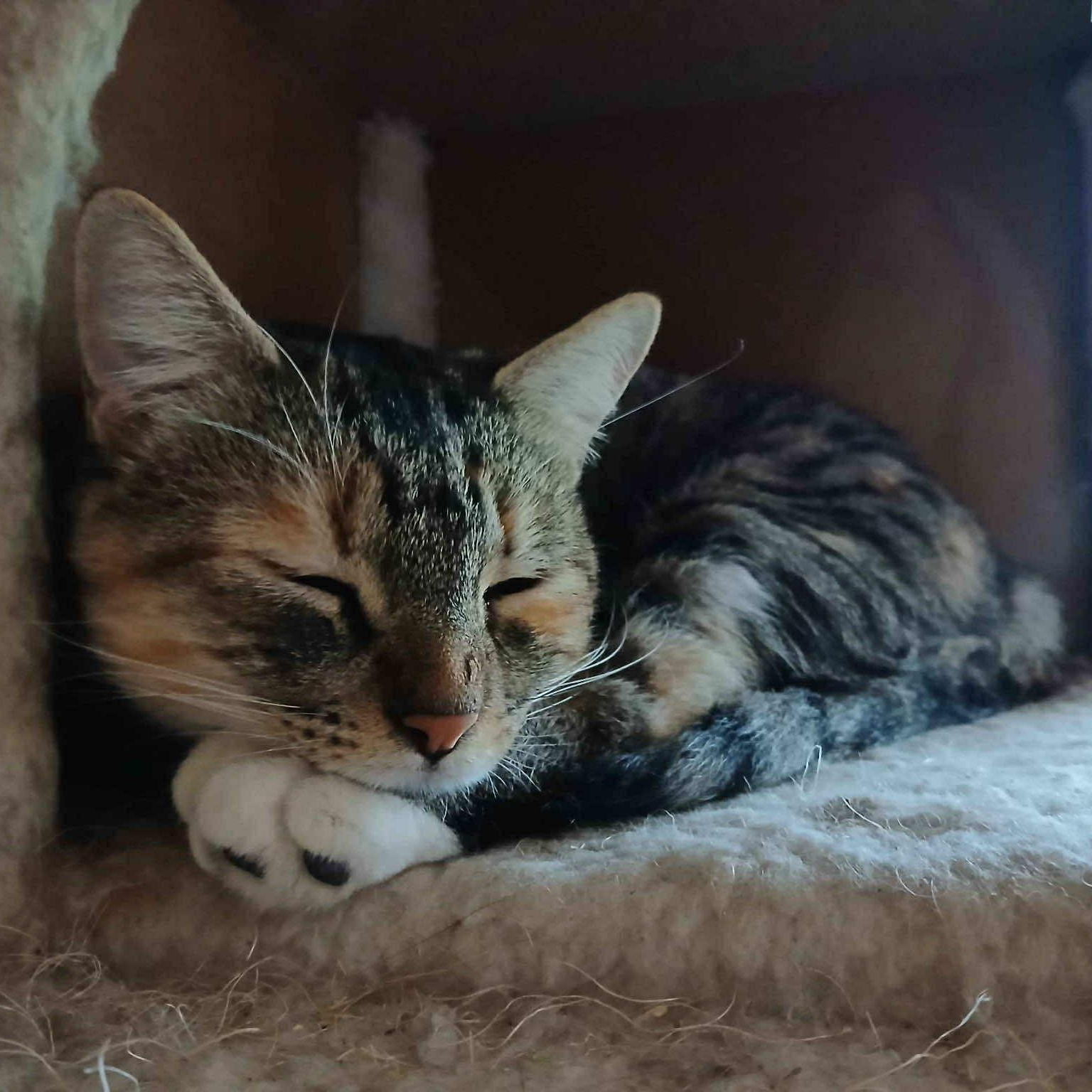 Cookie Cutter Shark, Adoptable, Adult Female Domestic Short Hair.