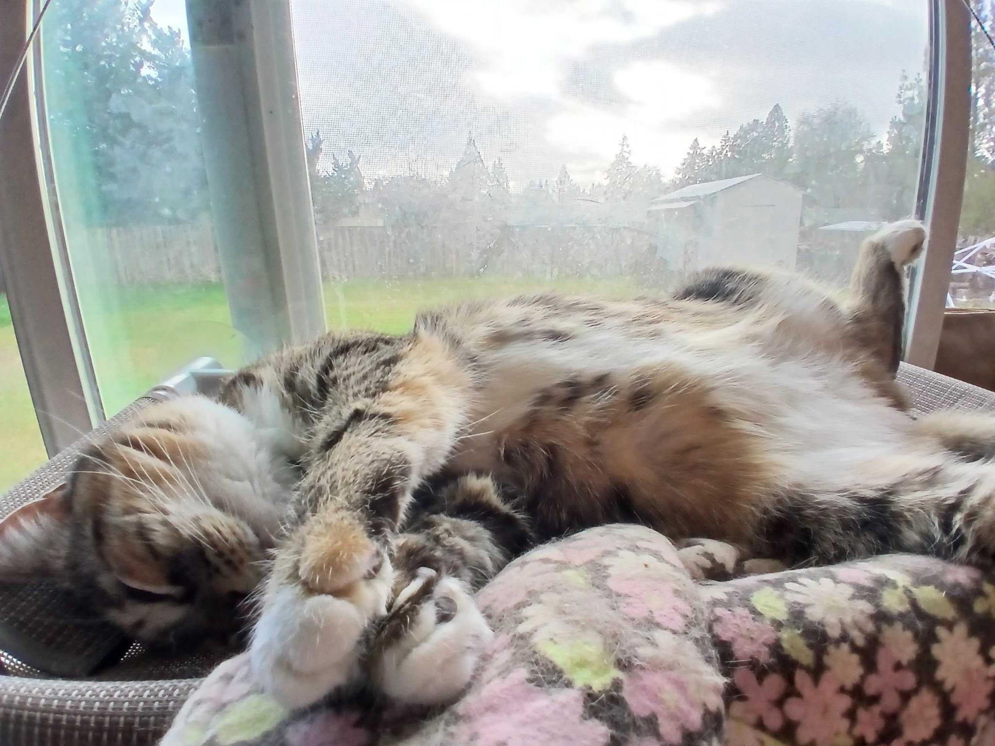 Enlarge Cookie Cutter Shark, a Adoptable mixed breed in Portland, OR image 5/6
