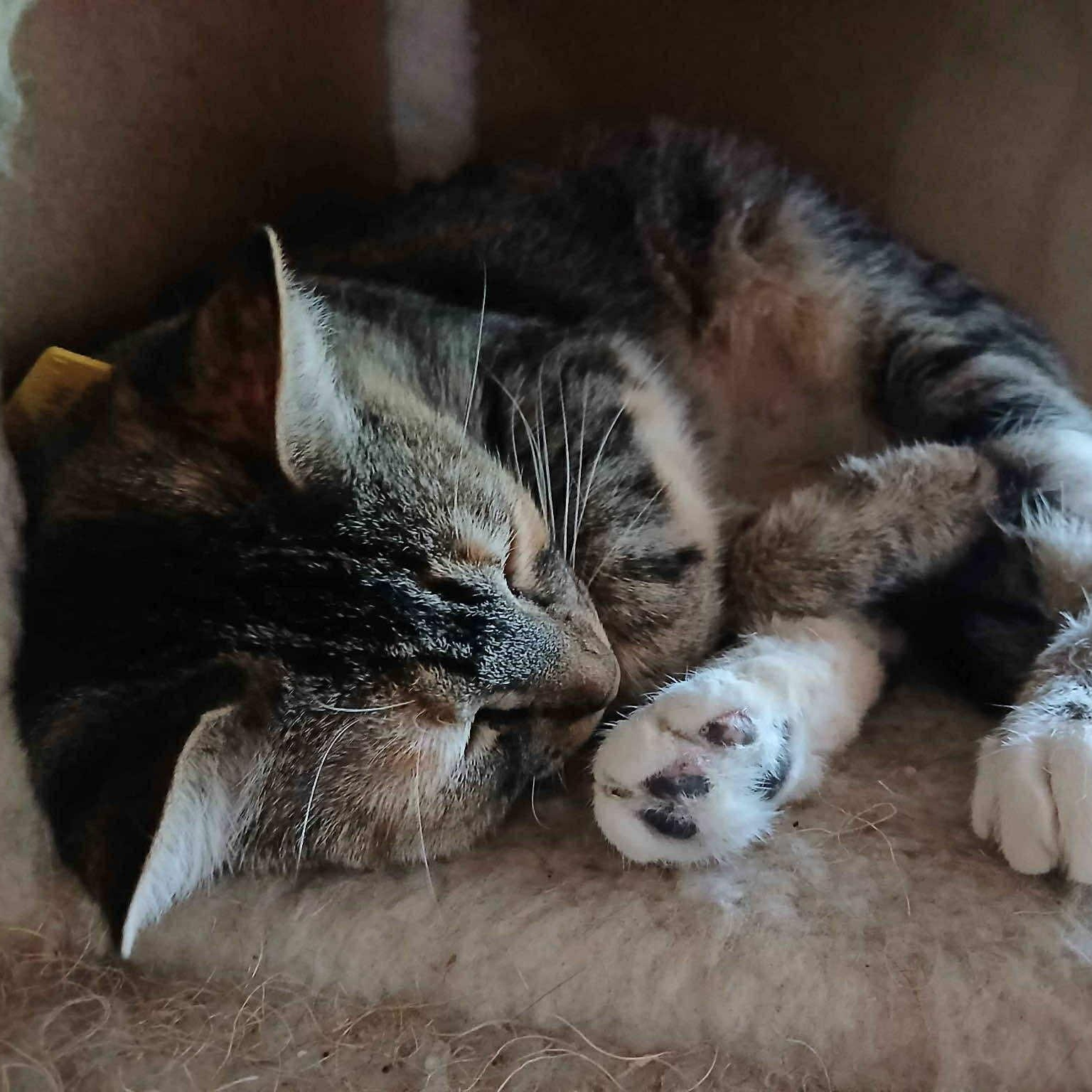 Enlarge Cookie Cutter Shark, a Adoptable mixed breed in Portland, OR image 3/4