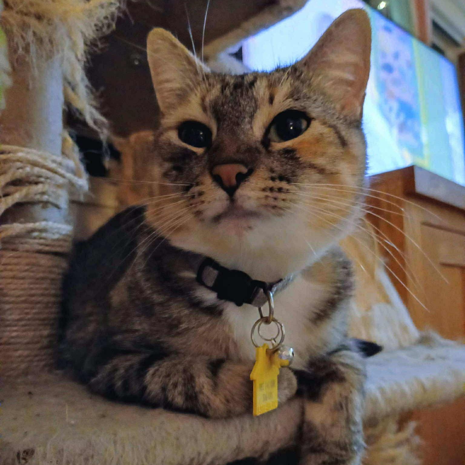 Cookie Cutter Shark, Adoptable, Adult Female Domestic Short Hair.