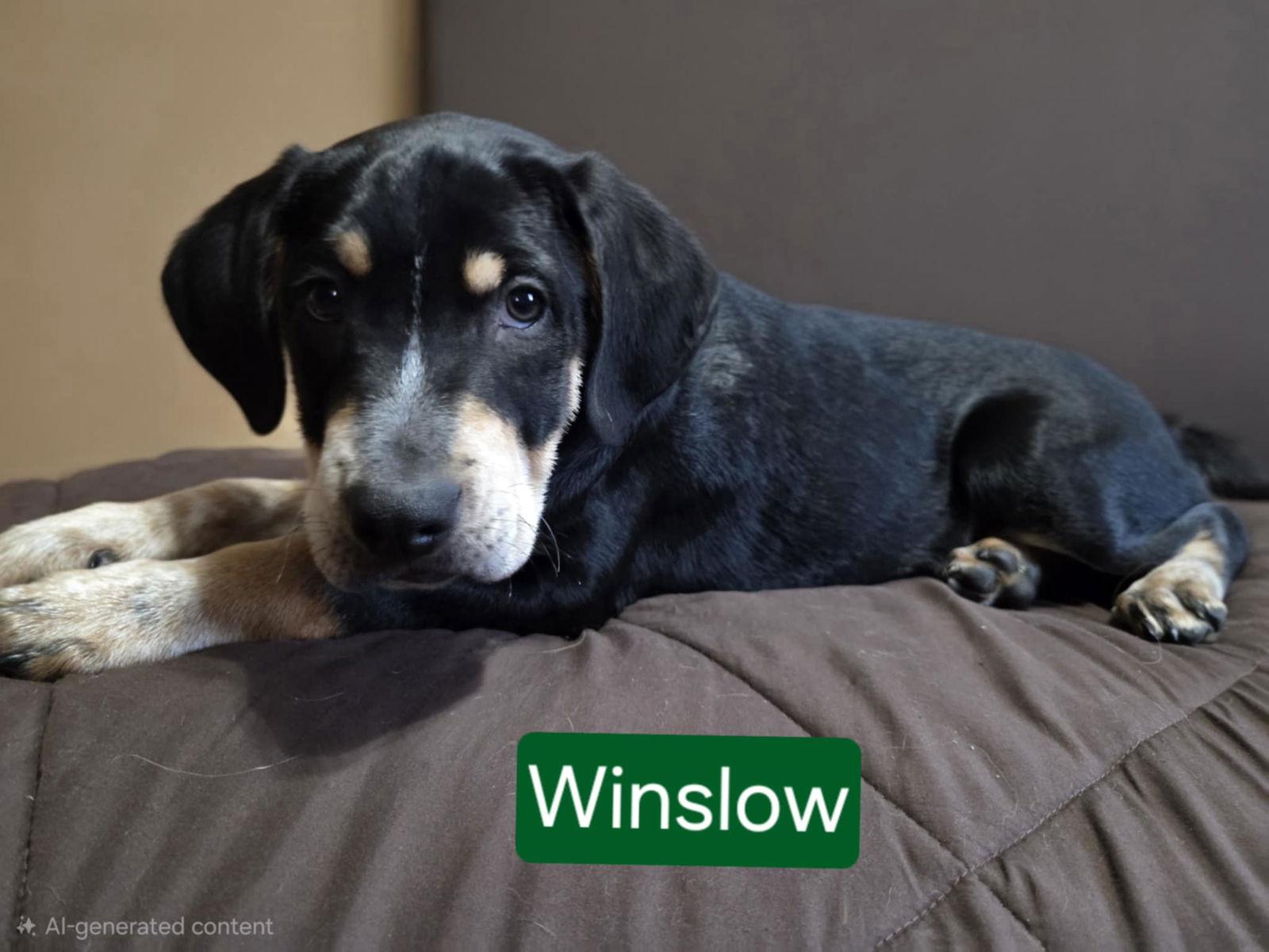 Enlarge Winslow, a Adoptable Hound in Mechanicsburg, PA image 1/1