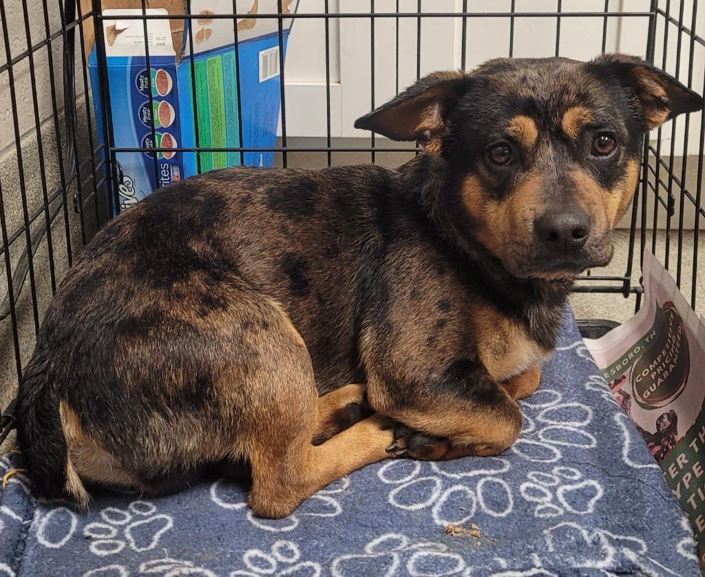 Ringo, Adoptable, Young Male Terrier.
