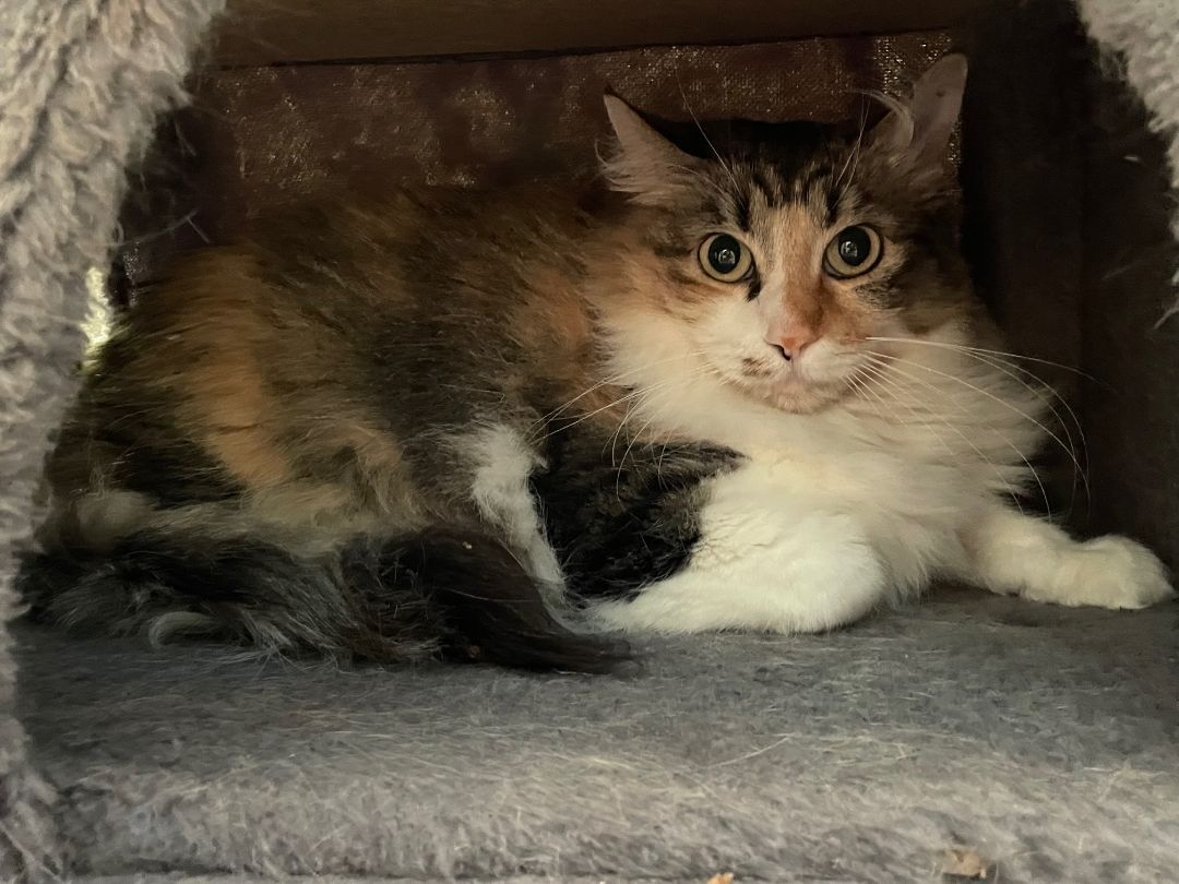 Kaytee, Adoptable, Adult Female Domestic Medium Hair & Calico.