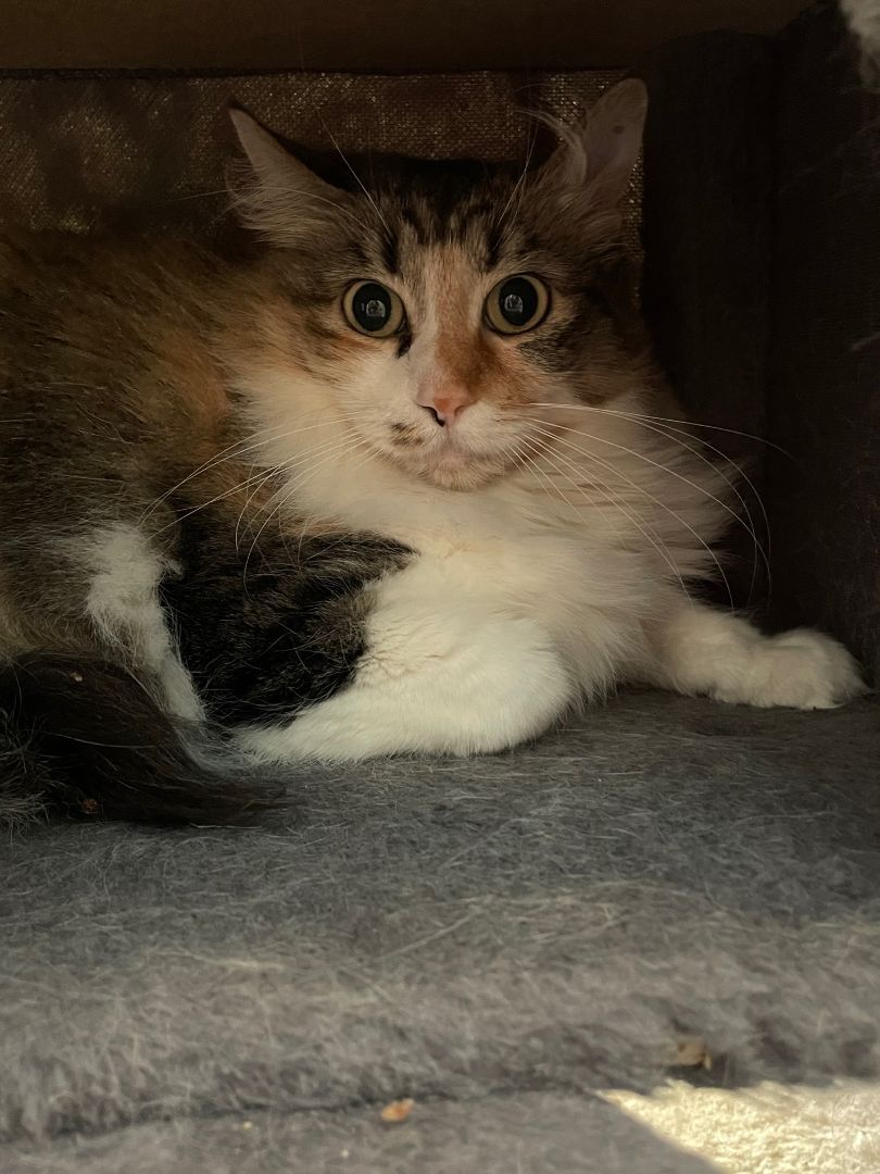 Kaytee, Adoptable, Adult Female Domestic Medium Hair & Calico.