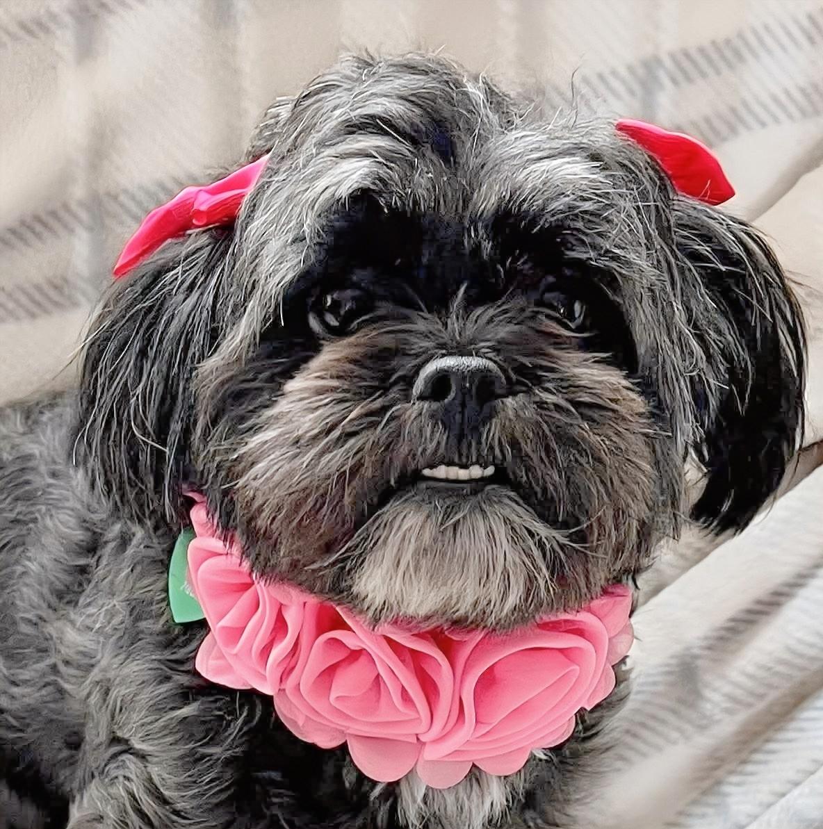 Enlarge Celeste, a Adoptable mixed breed in Livonia, MI image 5/6