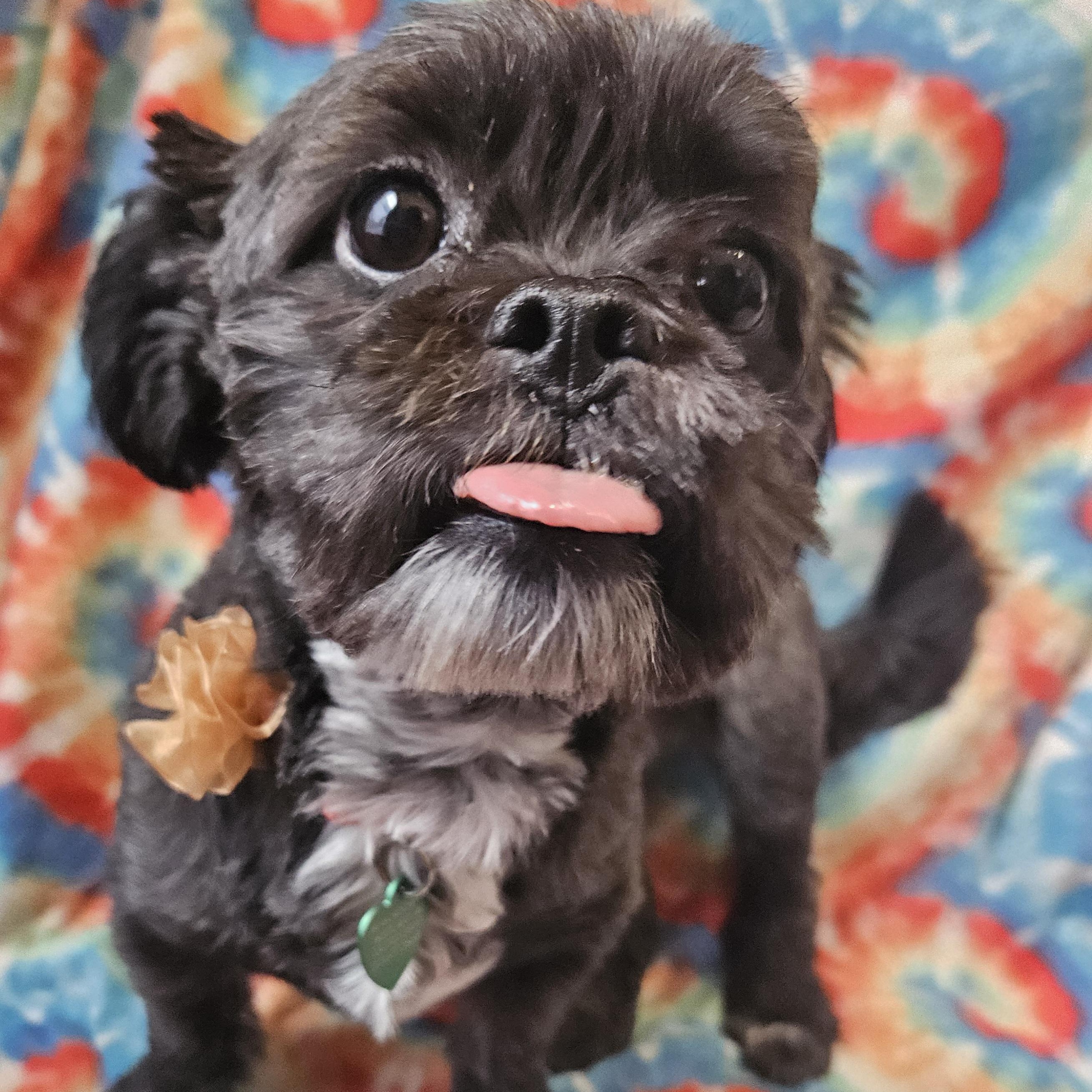 Enlarge Celeste, a Adoptable mixed breed in Livonia, MI image 3/6