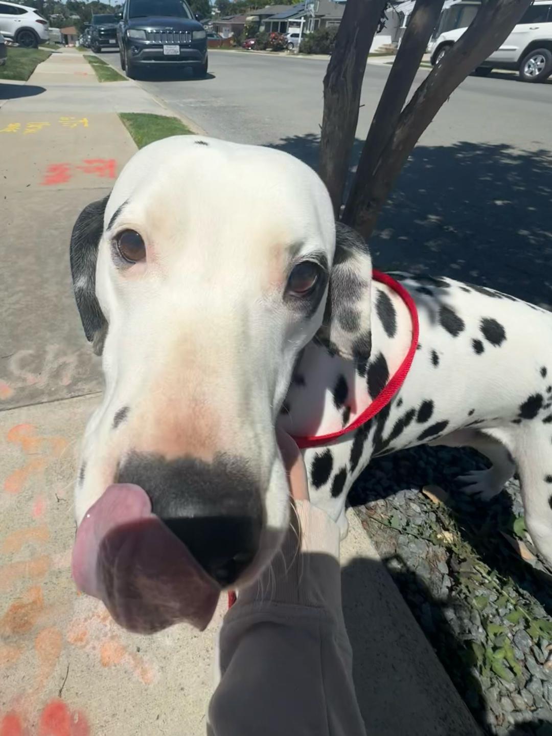 Sparky, an adoptable Dalmatian in San Diego, CA, 92115 | Photo Image 2