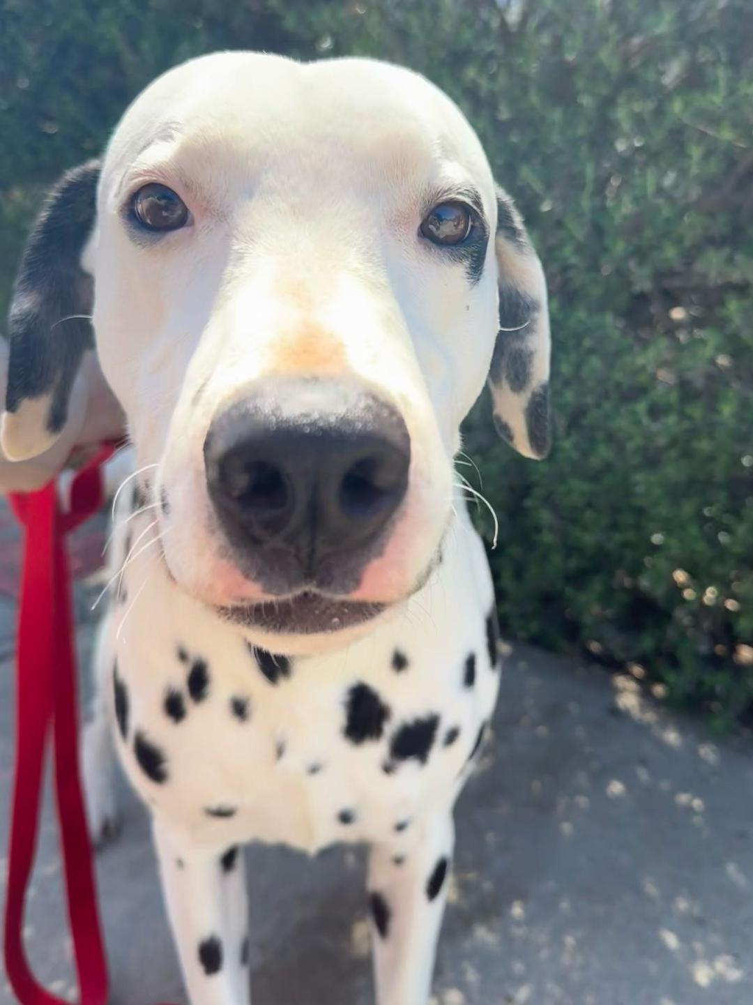 Sparky, an adoptable Dalmatian in San Diego, CA, 92115 | Photo Image 3