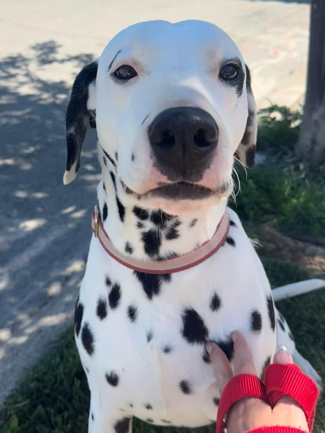 Sparky, an adoptable Dalmatian in San Diego, CA, 92115 | Photo Image 1