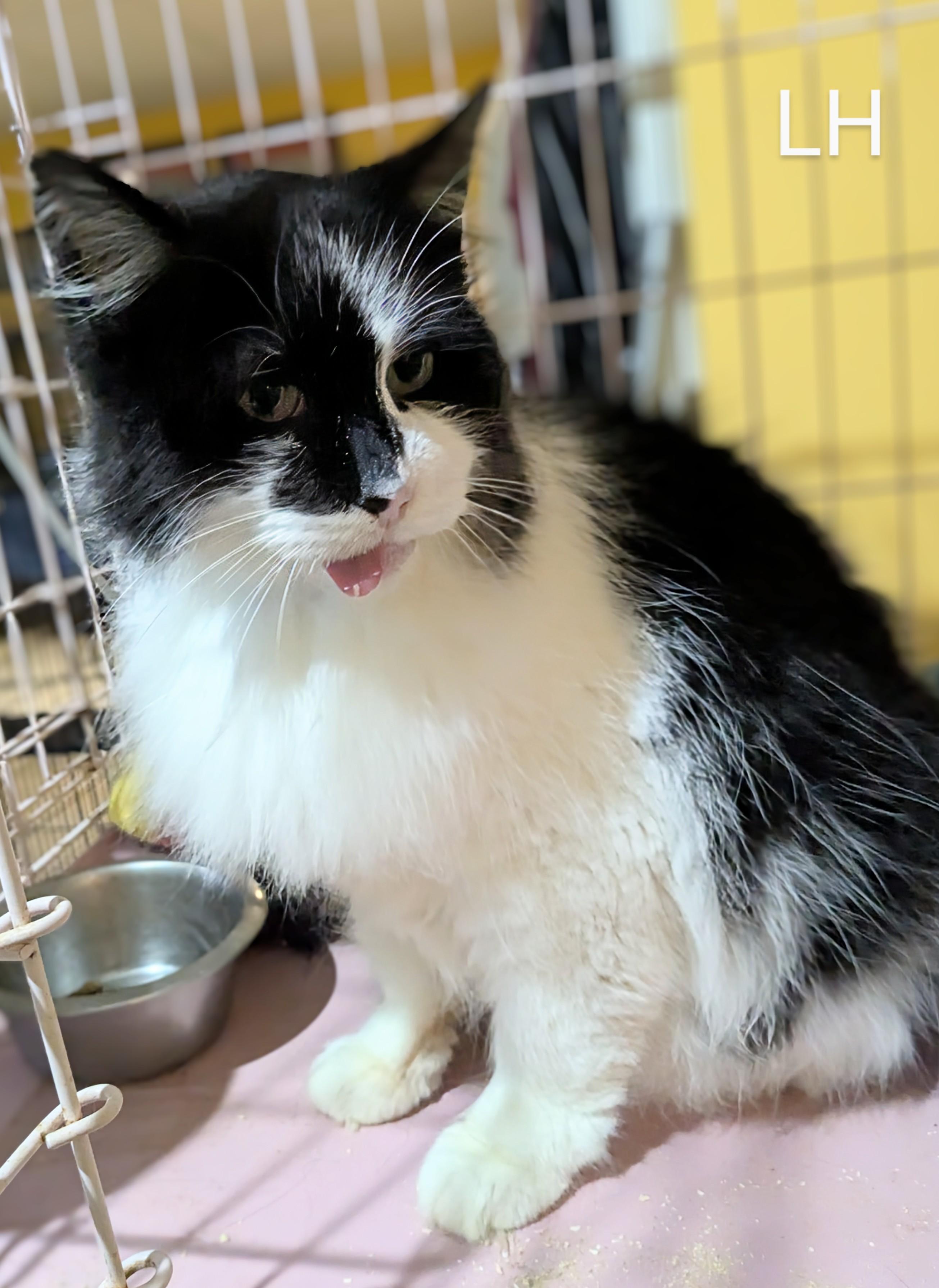 Enlarge Longhair, a Adopted Domestic Long Hair in St Catharines, ON image 2/2