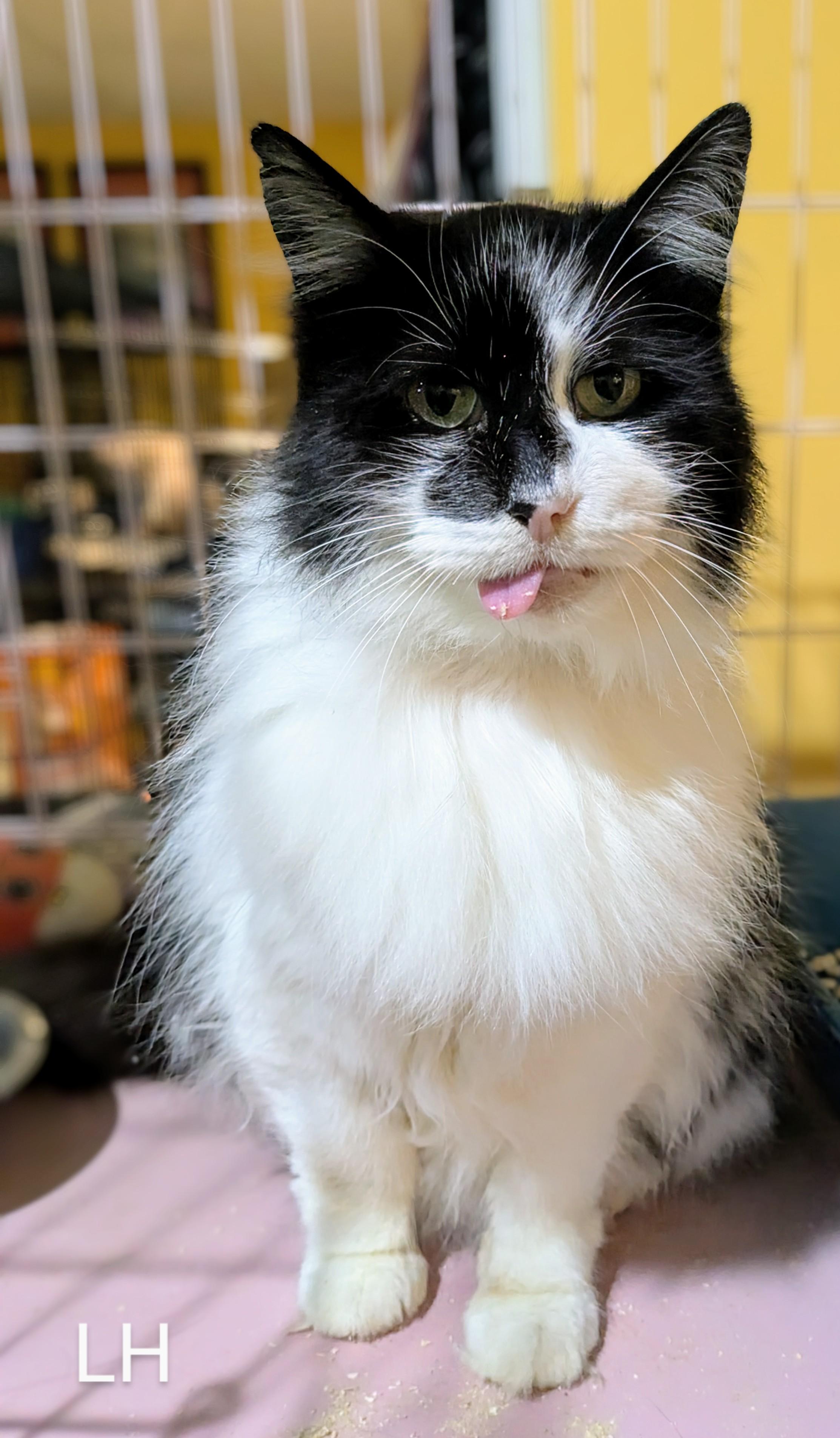 Enlarge Longhair, a Adopted Domestic Long Hair in St Catharines, ON image 1/2